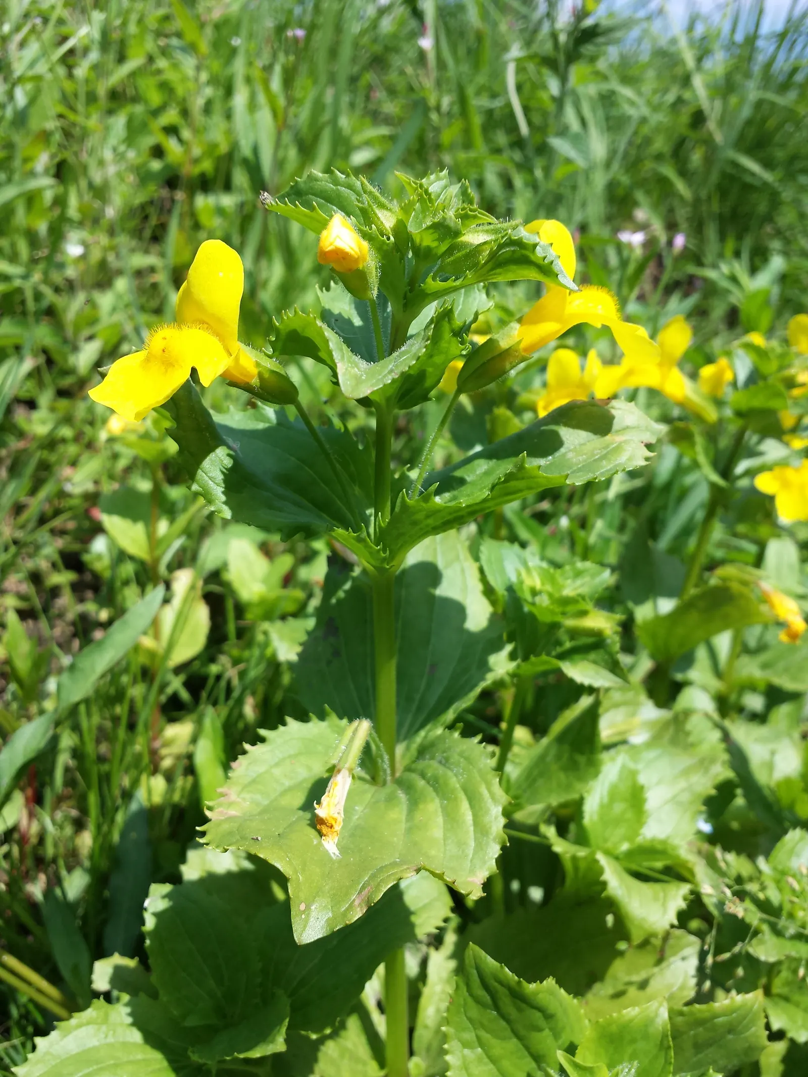 Yellow Monkey Flower (Mimulus 'Yellow') — offering long-lasting color and an appealing habitat for wildlife