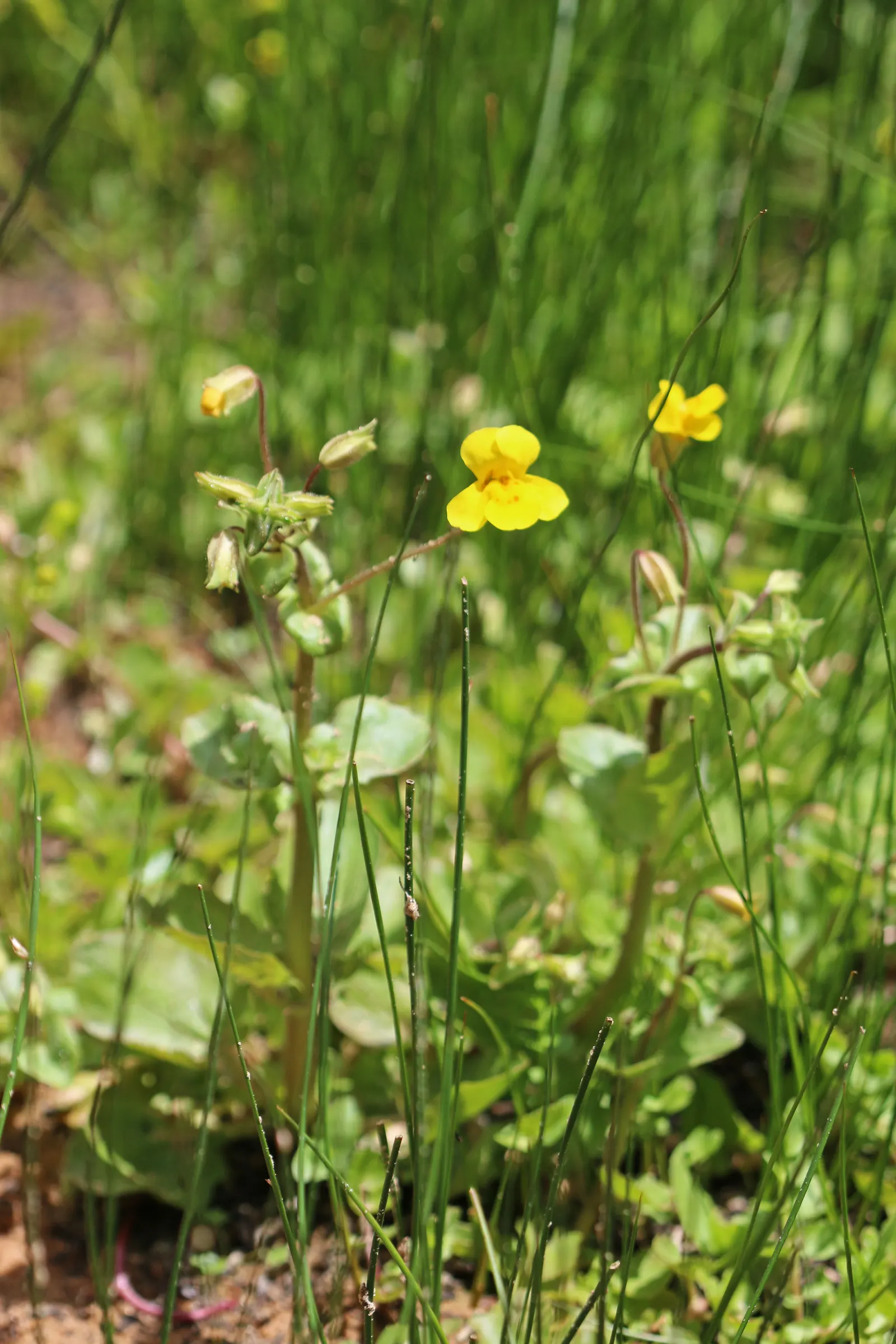 Yellow Monkey Flower (Mimulus 'Yellow') — These bright yellow flowers, often with speckled throats, emerge in spring and persist into fall