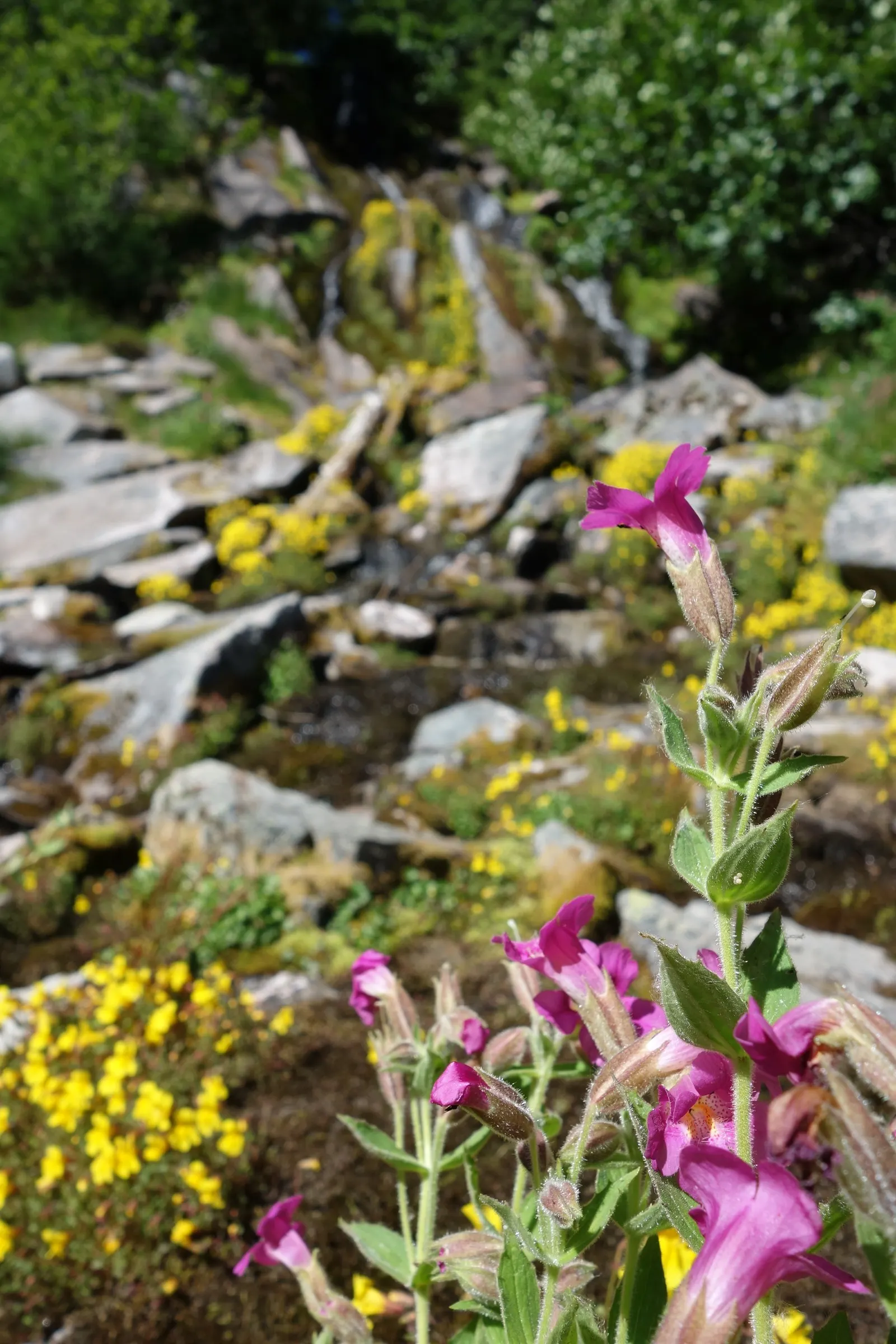 Yellow Monkey Flower (Mimulus 'Yellow') — offering long-lasting color and an appealing habitat for wildlife; mimulus 'Yellow' or Yellow Monkey, image 97