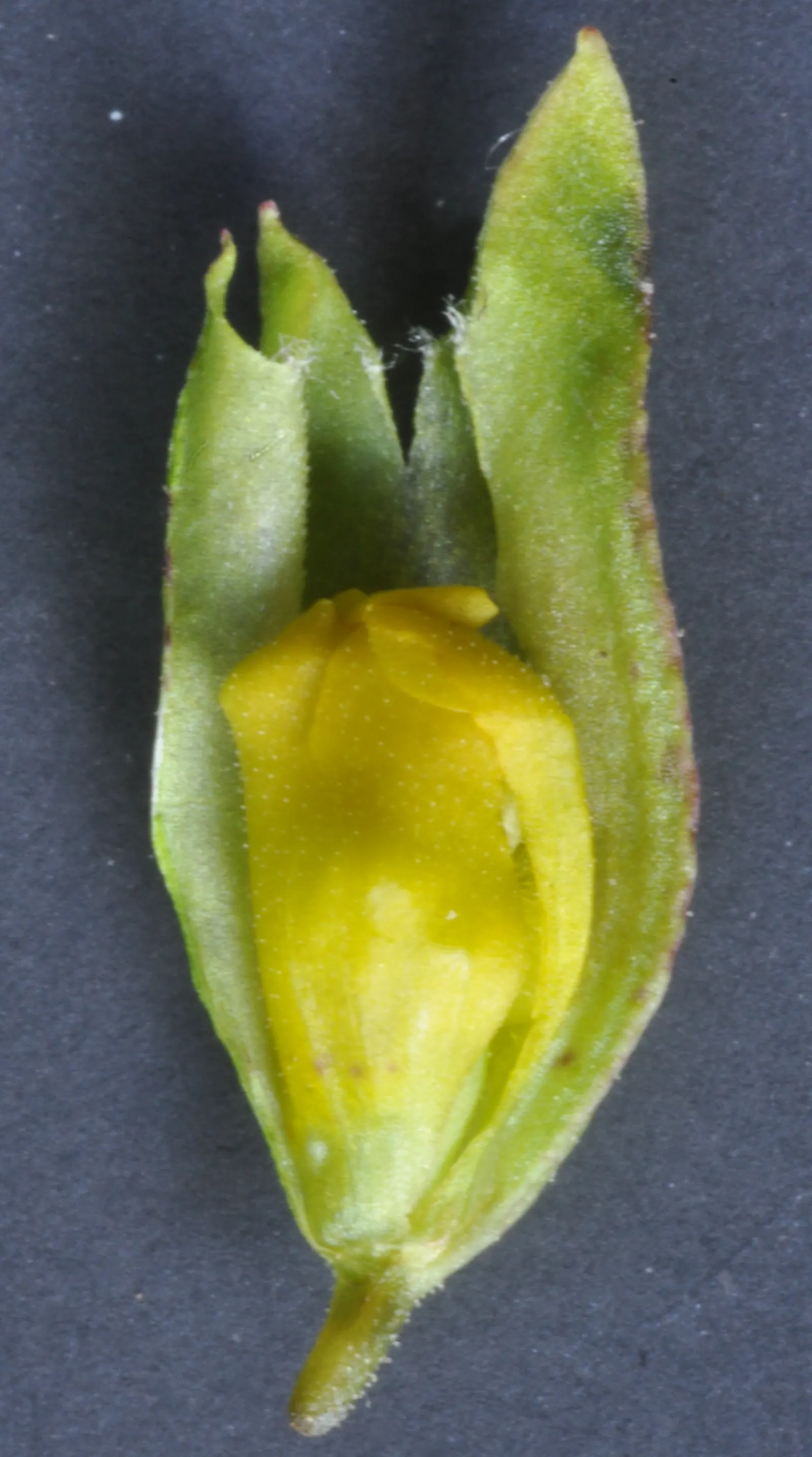 Yellow Monkey Flower (Mimulus 'Yellow') — offering long-lasting color and an appealing habitat for wildlife; mimulus 'Yellow' or Yellow Monkey, image 72
