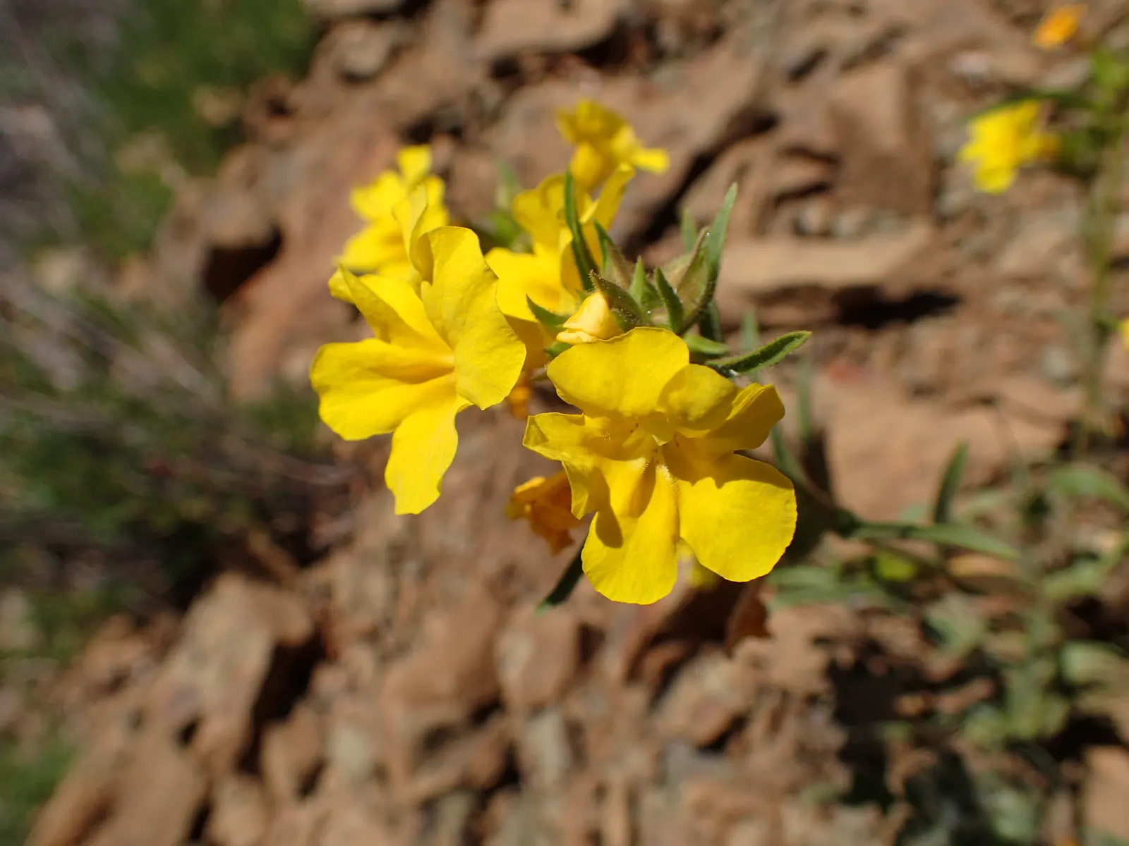 Yellow Monkey Flower (Mimulus 'Yellow') — the Mimulus 'Yellow' is perfectly suited for borders; it is important to ensure the plant is not left in, image 84