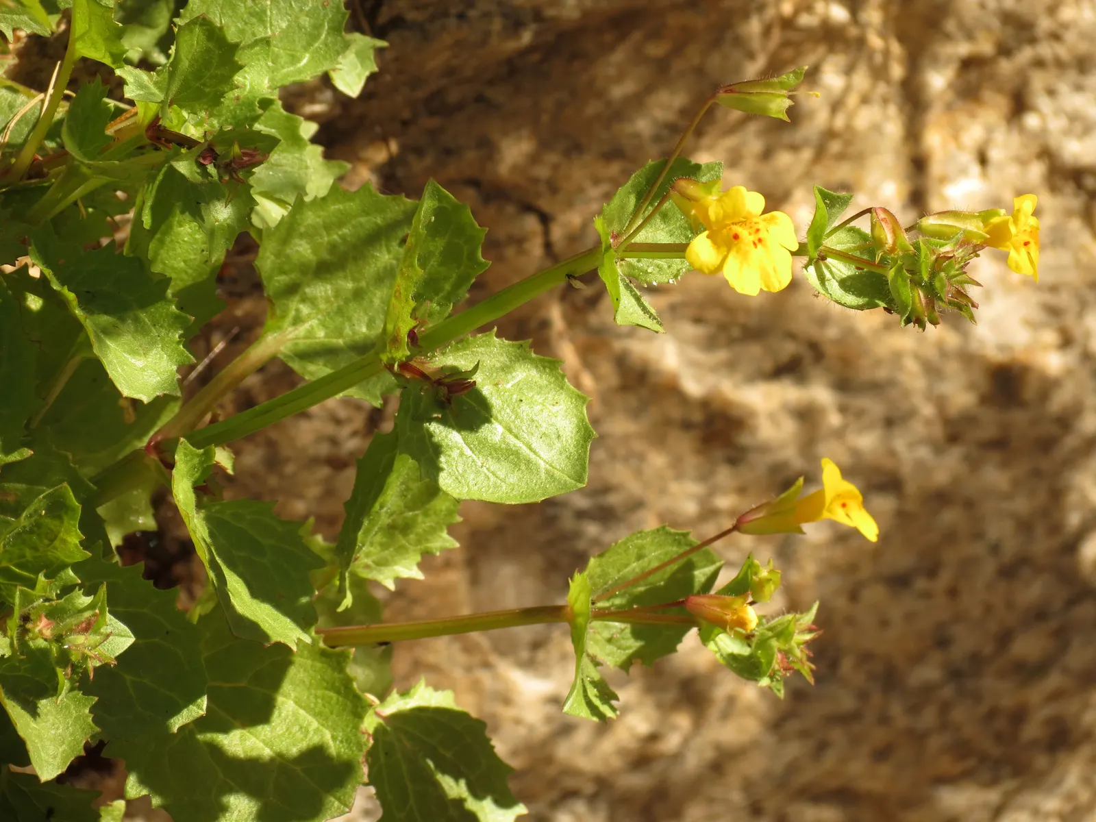 Yellow Monkey Flower (Mimulus 'Yellow') — slipper-shaped yellow flowers are the main attraction; perennial with yellow blooms, image 86