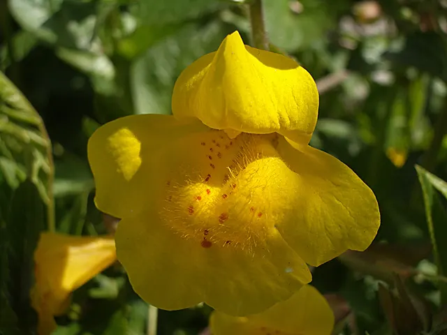Yellow Monkey Flower (Mimulus 'Yellow') — lance-shaped leaves providing a lush backdrop for the bright flowers.<br><br>For optimal growth; the foliage is also
