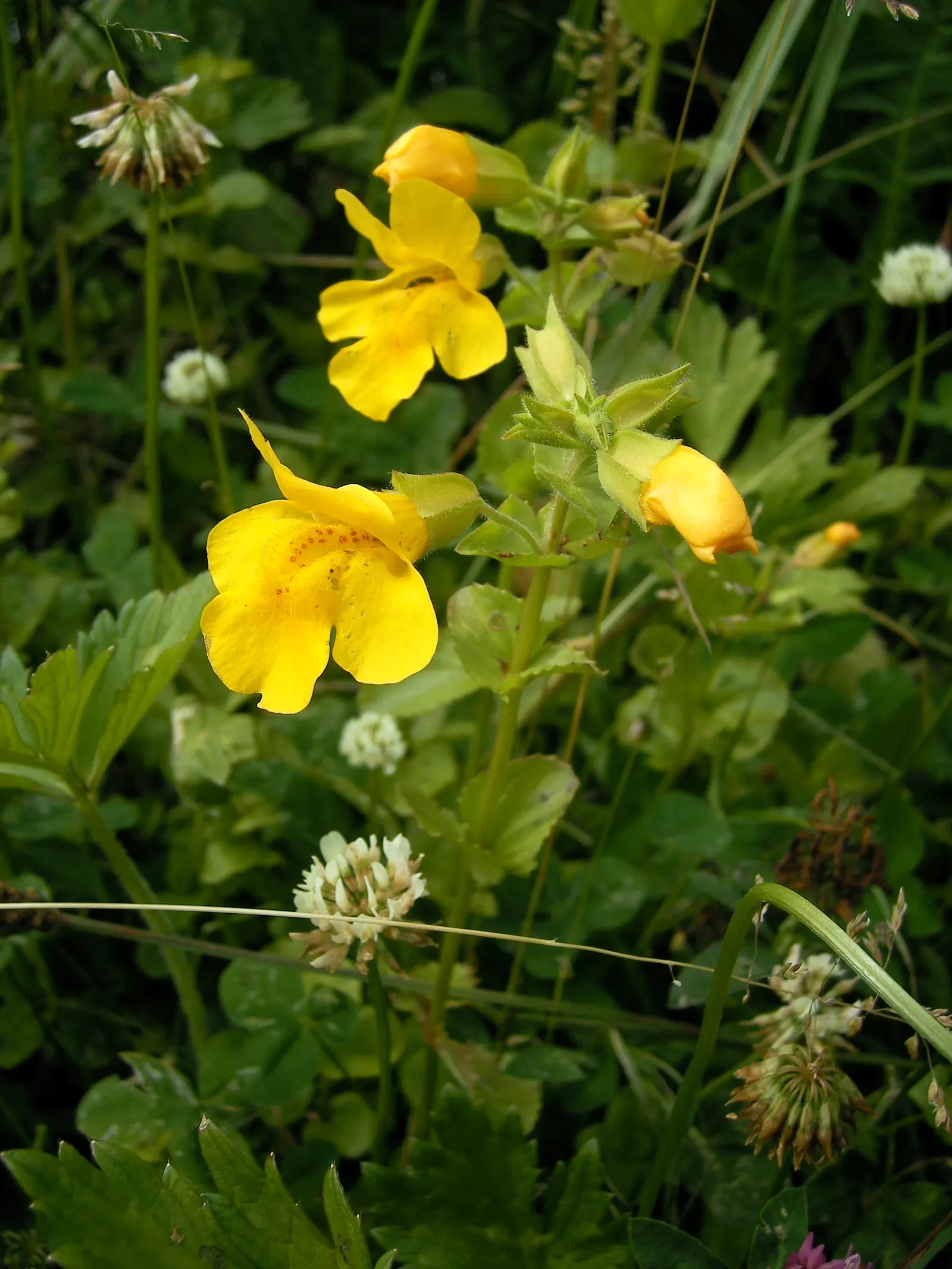 Yellow Monkey Flower (Mimulus 'Yellow') — it is important to ensure the plant is not left in standing water.<br><br>The distinctive; lance-shaped, image 85