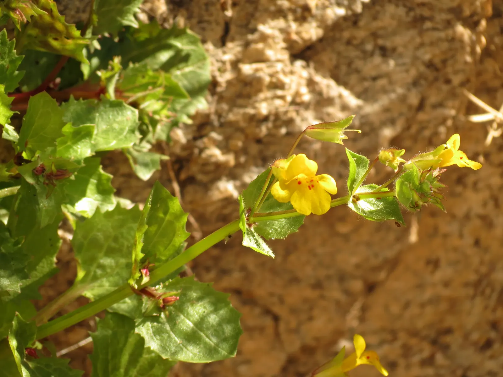 Yellow Monkey Flower (Mimulus 'Yellow') — Regular watering is crucial to maintain consistent soil moisture.<br><br>In sum