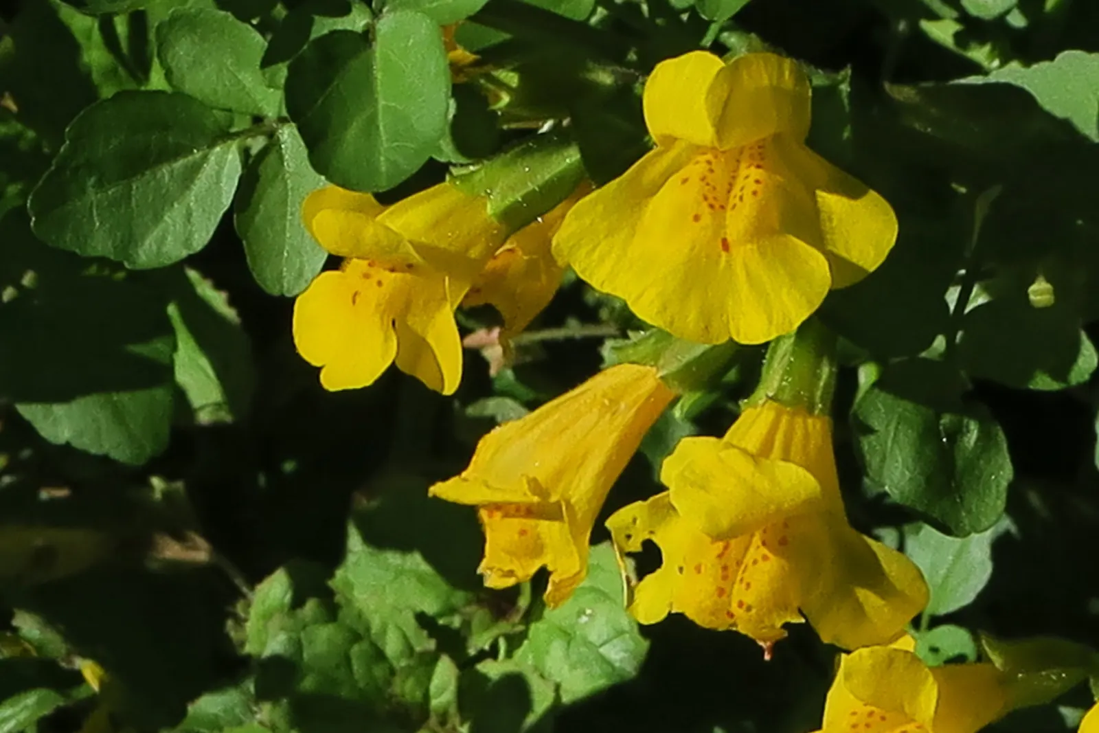 Yellow Monkey Flower (Mimulus 'Yellow') — Mimulus 'Yellow' is an alluring and easy-to-grow addition to any landscape; it is adaptable to various, image 71