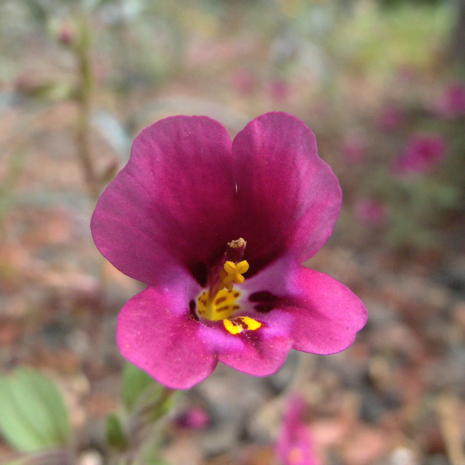Yellow Monkey Flower (Mimulus 'Yellow') — Regular watering is crucial to maintain consistent soil moisture.<br><br>In sum; blooming profusely from late spring