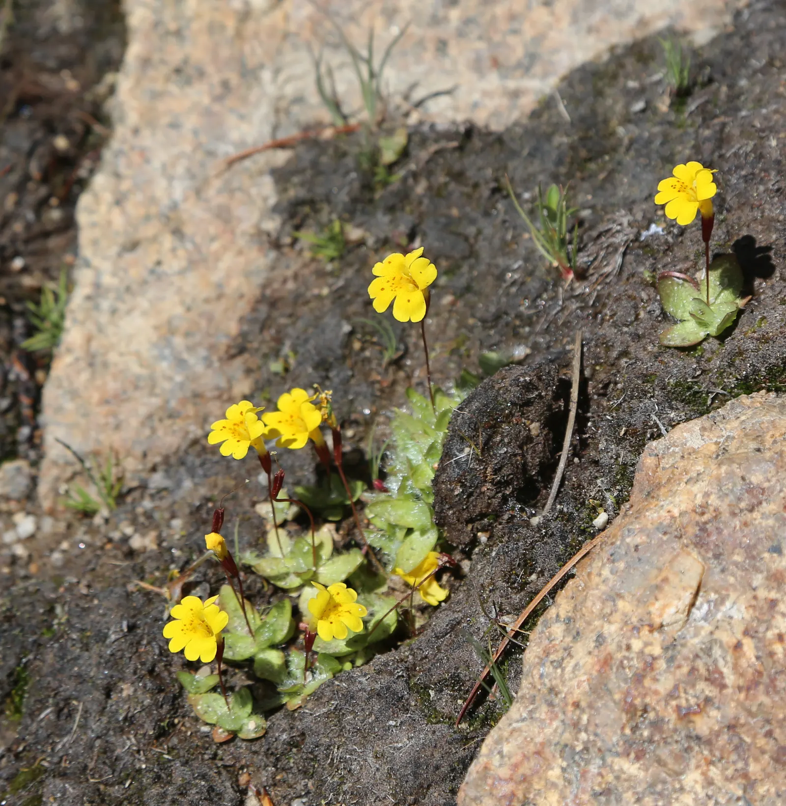 Yellow Monkey Flower (Mimulus 'Yellow') — yellow flowers in the garden; this delightful plant is native to North America and thrives in USDA, image 73