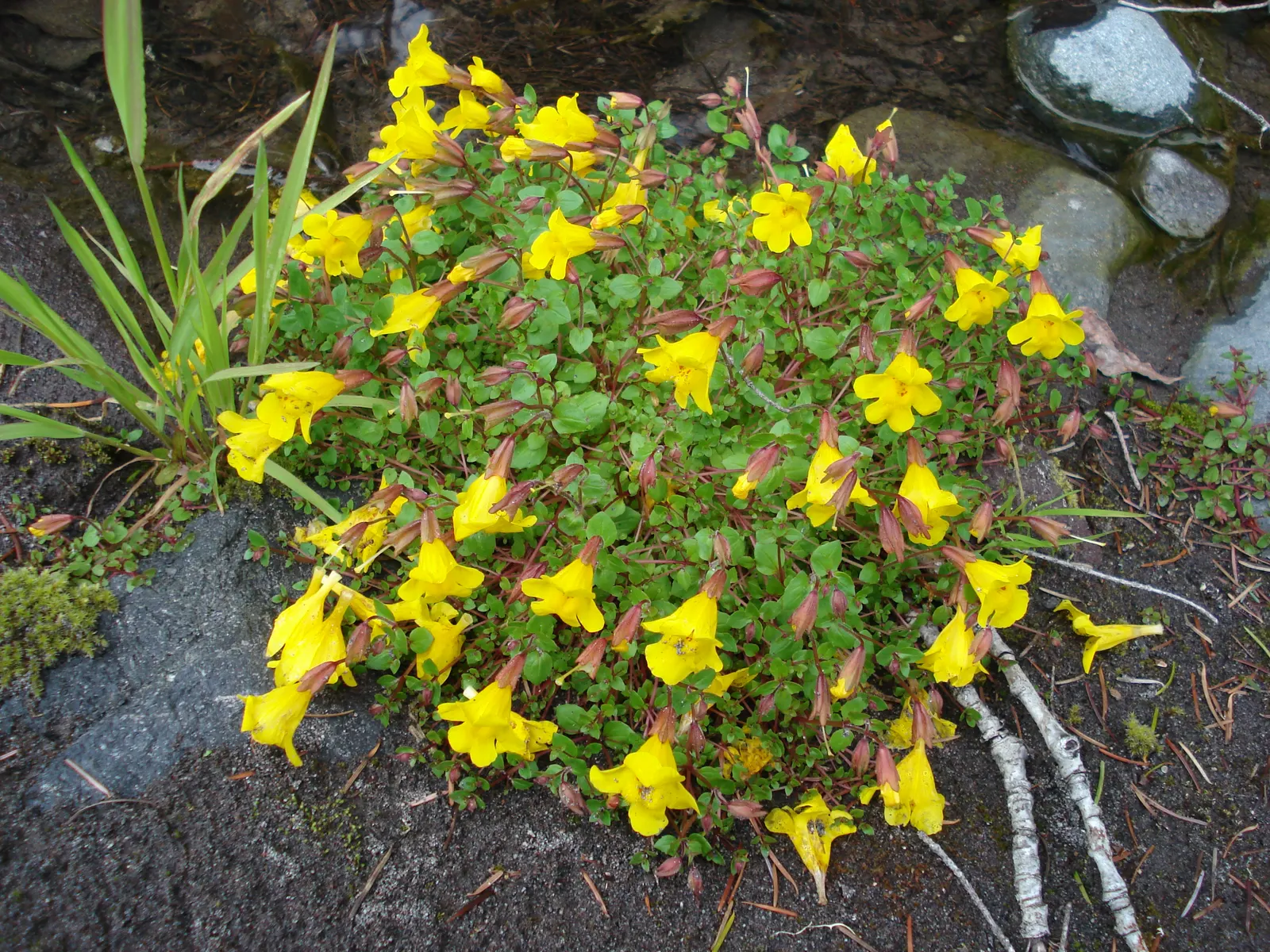 Yellow Monkey Flower (Mimulus 'Yellow') — Mimulus 'Yellow' is an alluring and easy-to-grow addition to any landscape; it is adaptable to various, image 96