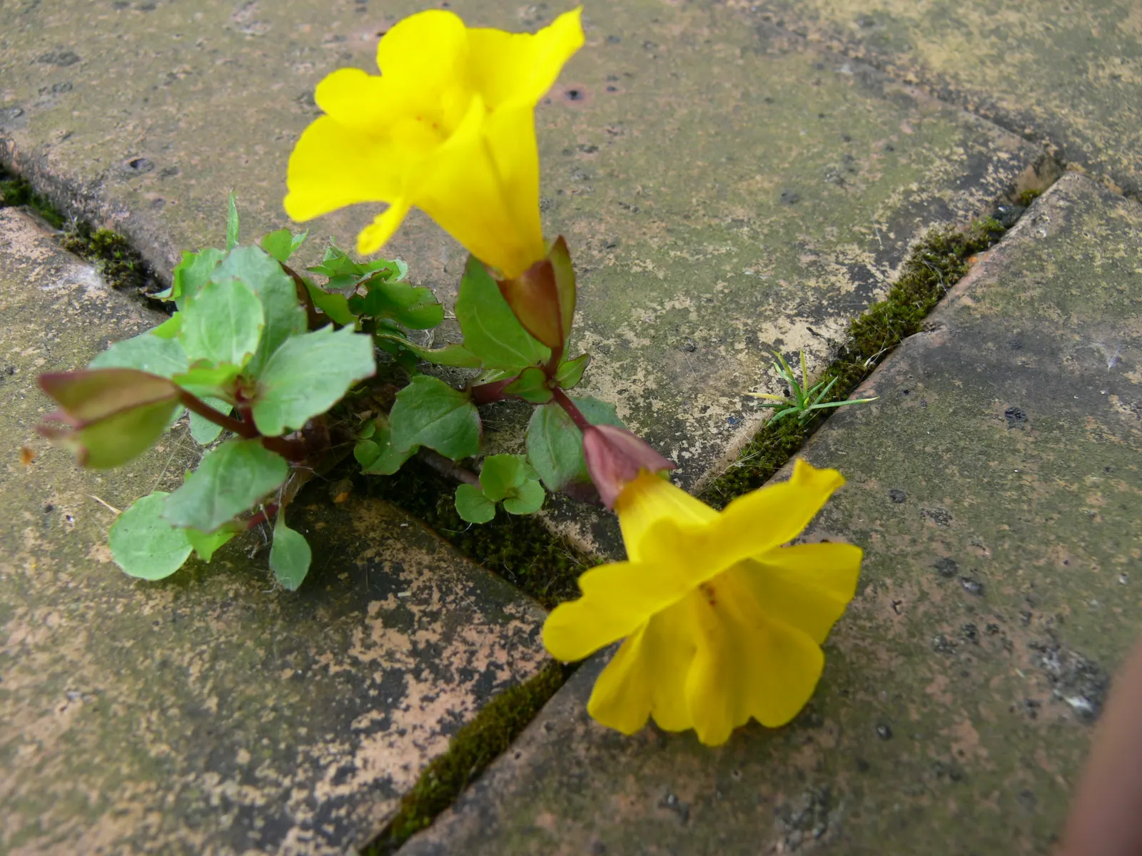 Yellow Monkey Flower (Mimulus 'Yellow') — It is adaptable to various soil types, although it prefers slightly acidic to neutral soil conditions; hardy in zones