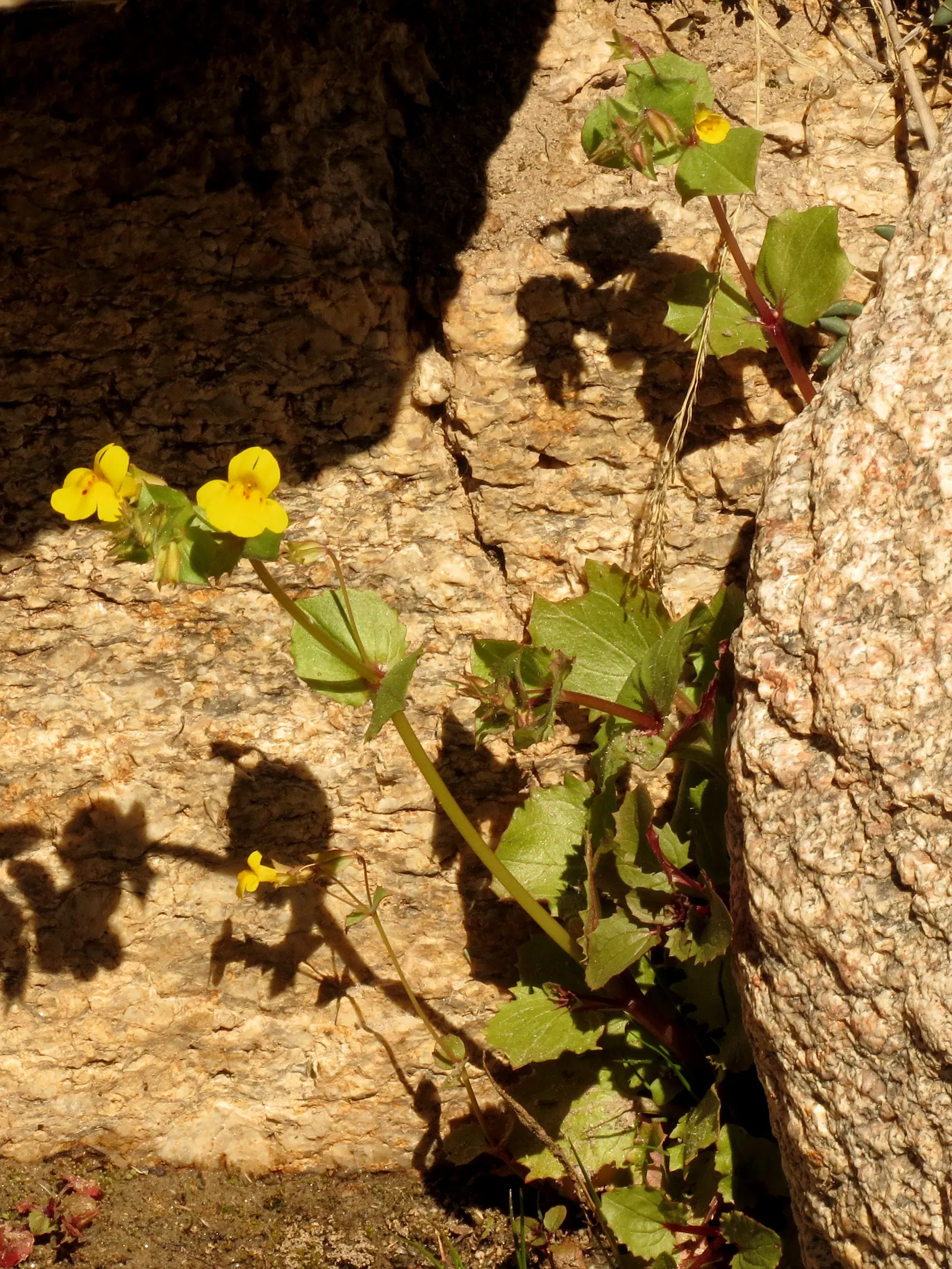 Yellow Monkey Flower (Mimulus 'Yellow') — thus playing a beneficial role in the local ecosystem
