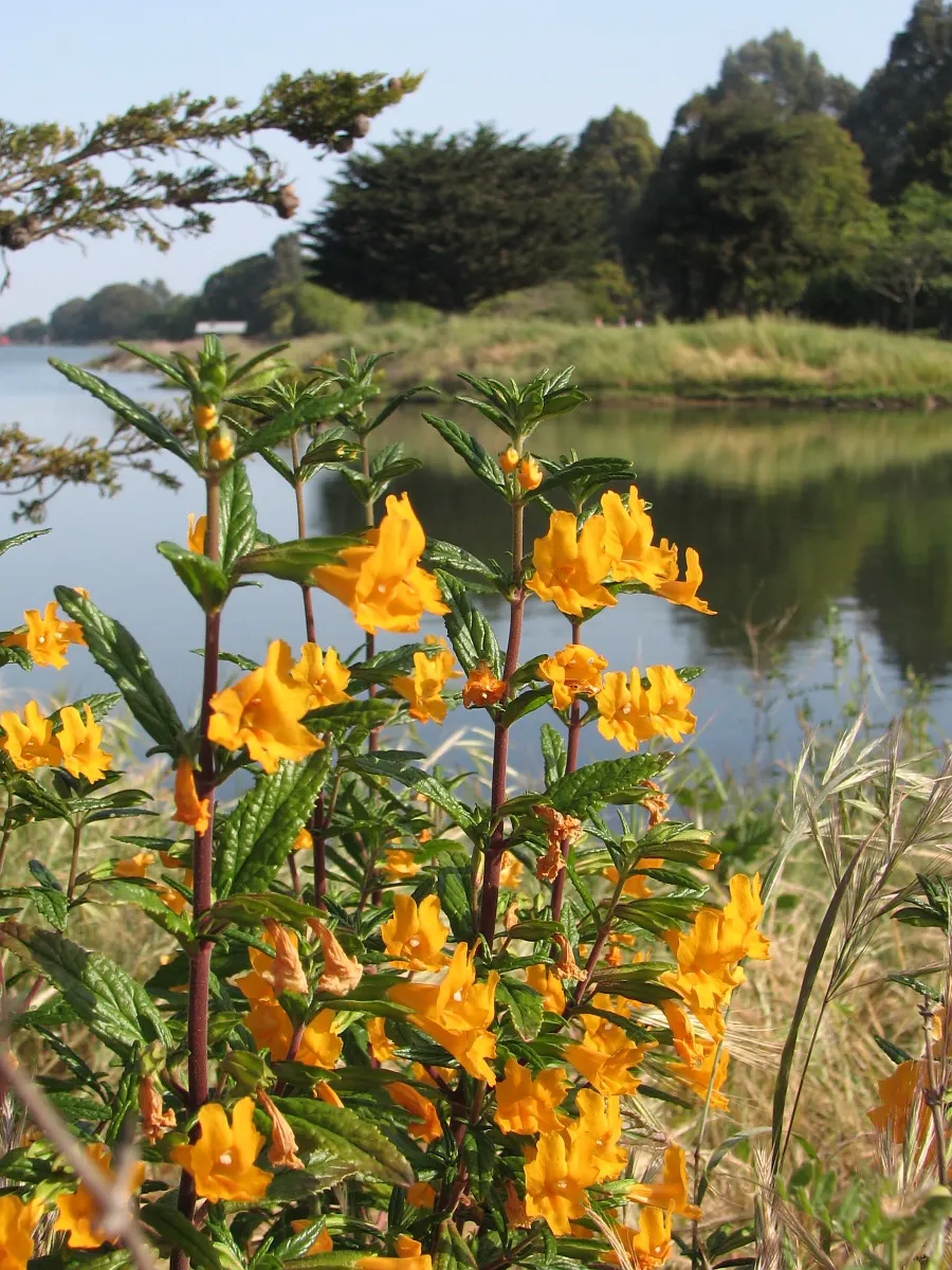 Yellow Monkey Flower (Mimulus 'Yellow') — Reaching 1-2 ft in height and spreading 1-2 ft, it's ideal for borders or moist areas; perennial for full, image 79