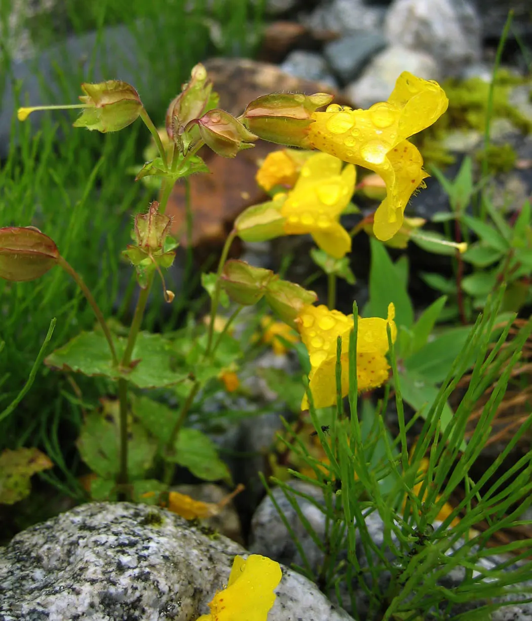 Yellow Monkey Flower (Mimulus 'Yellow') — Reaching 1-2 ft in height and spreading 1-2 ft, it's ideal for borders or moist areas