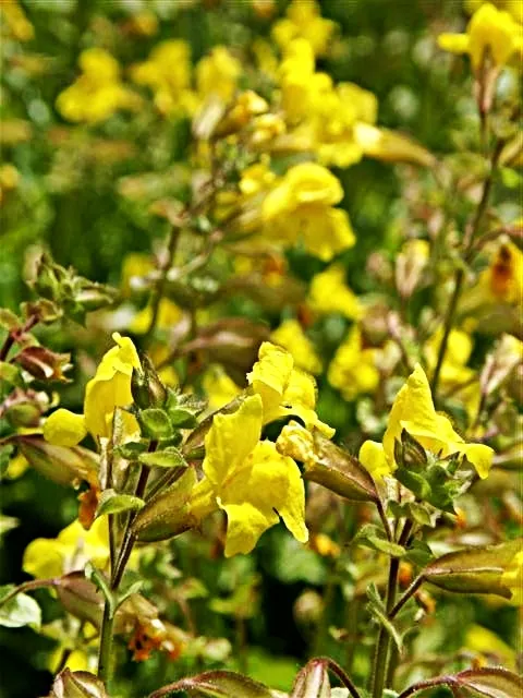 Yellow Monkey Flower (Mimulus 'Yellow') — scientifically known as Mimulus 'Yellow'; such as bees and hummingbirds