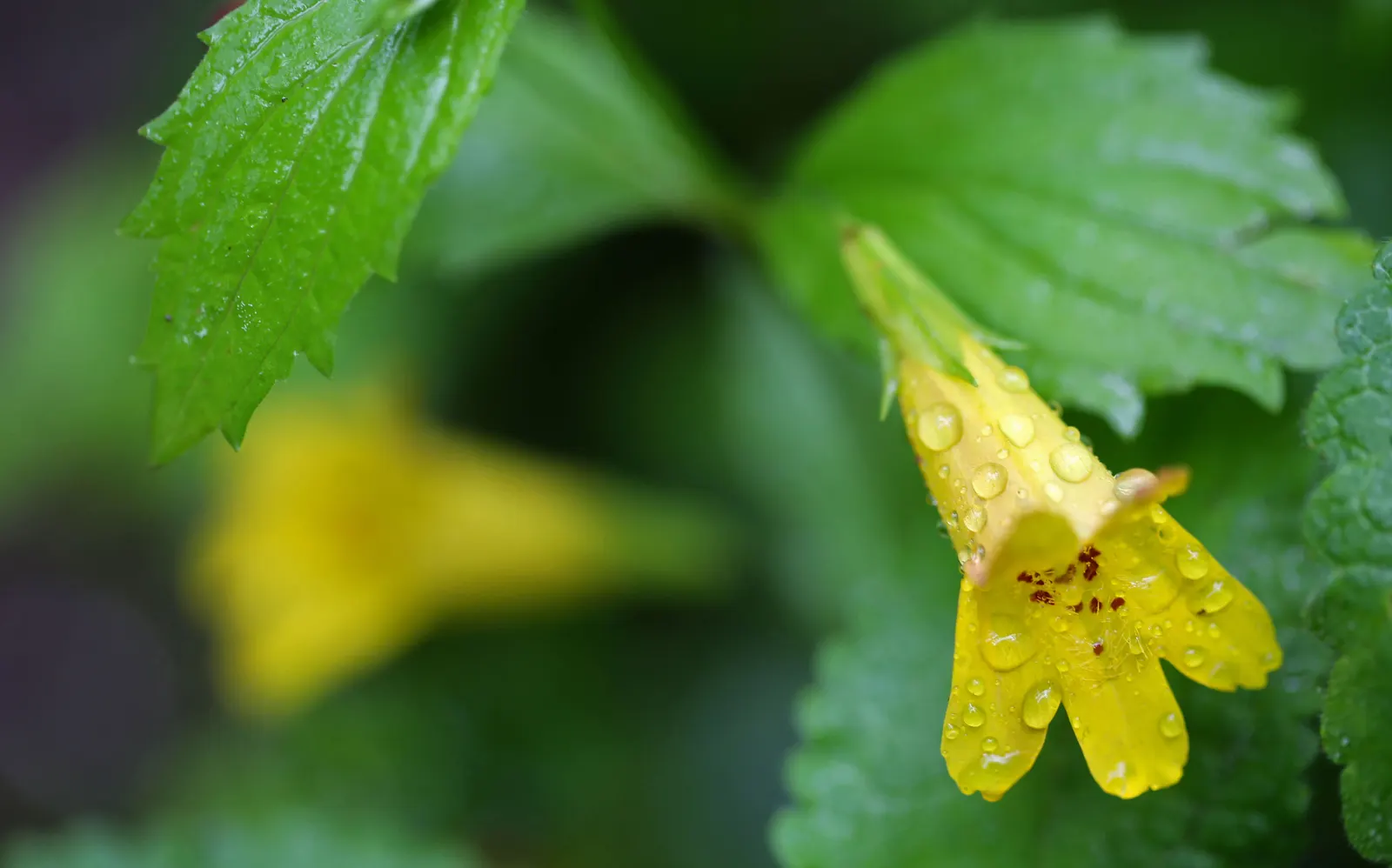 Yellow Monkey Flower (Mimulus 'Yellow') — thus playing a beneficial role in the local ecosystem; these bright yellow flowers, often with speckled throats