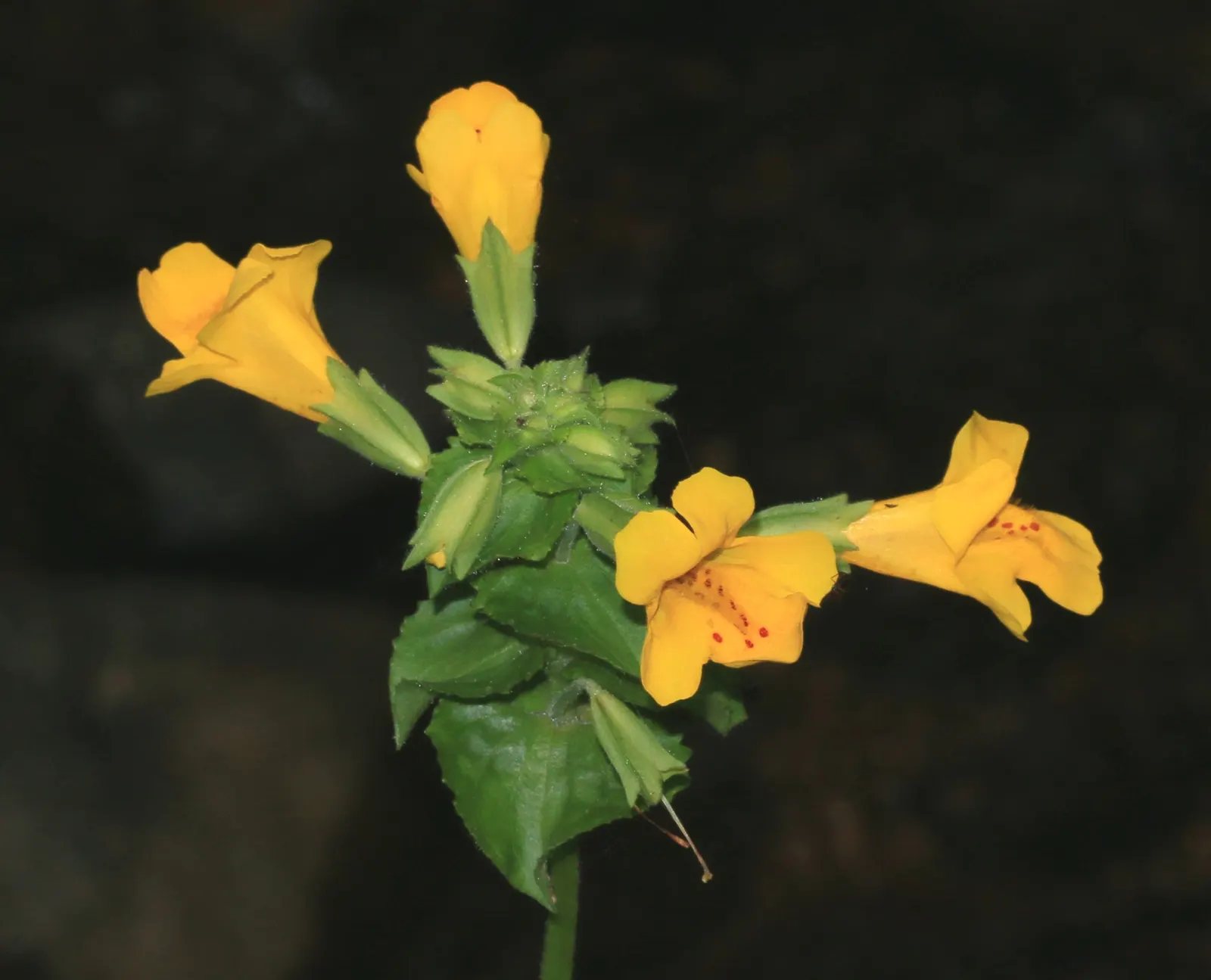 Yellow Monkey Flower (Mimulus 'Yellow') — These bright yellow flowers, often with speckled throats, emerge in spring and persist into fall, image 77