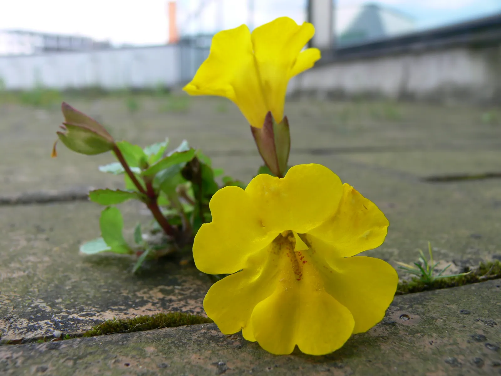Yellow Monkey Flower (Mimulus 'Yellow') — Mimulus 'Yellow' or Yellow Monkey Flower is a vivacious perennial with cheerful, trumpet-shaped blooms, image 76