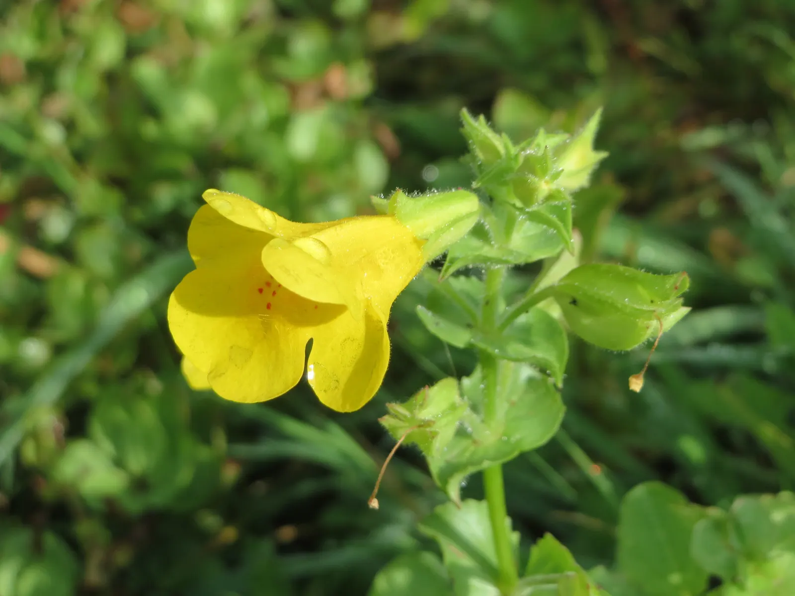 Yellow Monkey Flower (Mimulus 'Yellow') — is a vibrant and cheerful perennial that adds a splash of brightness to any garden; mimulus 'Yellow' is an alluring