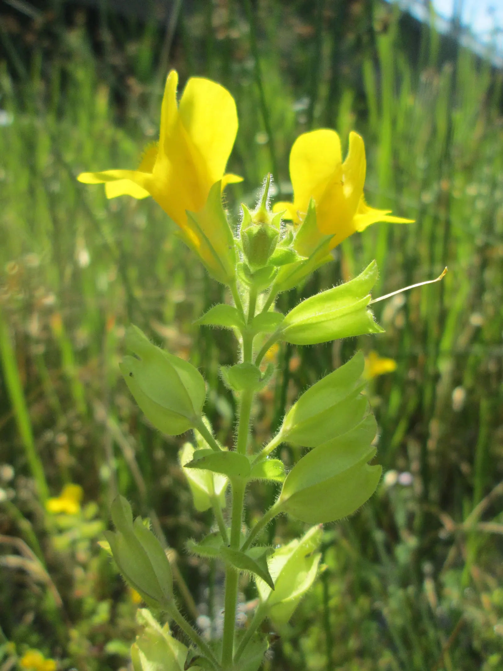 Yellow Monkey Flower (Mimulus 'Yellow') — Mimulus 'Yellow' is an alluring and easy-to-grow addition to any landscape