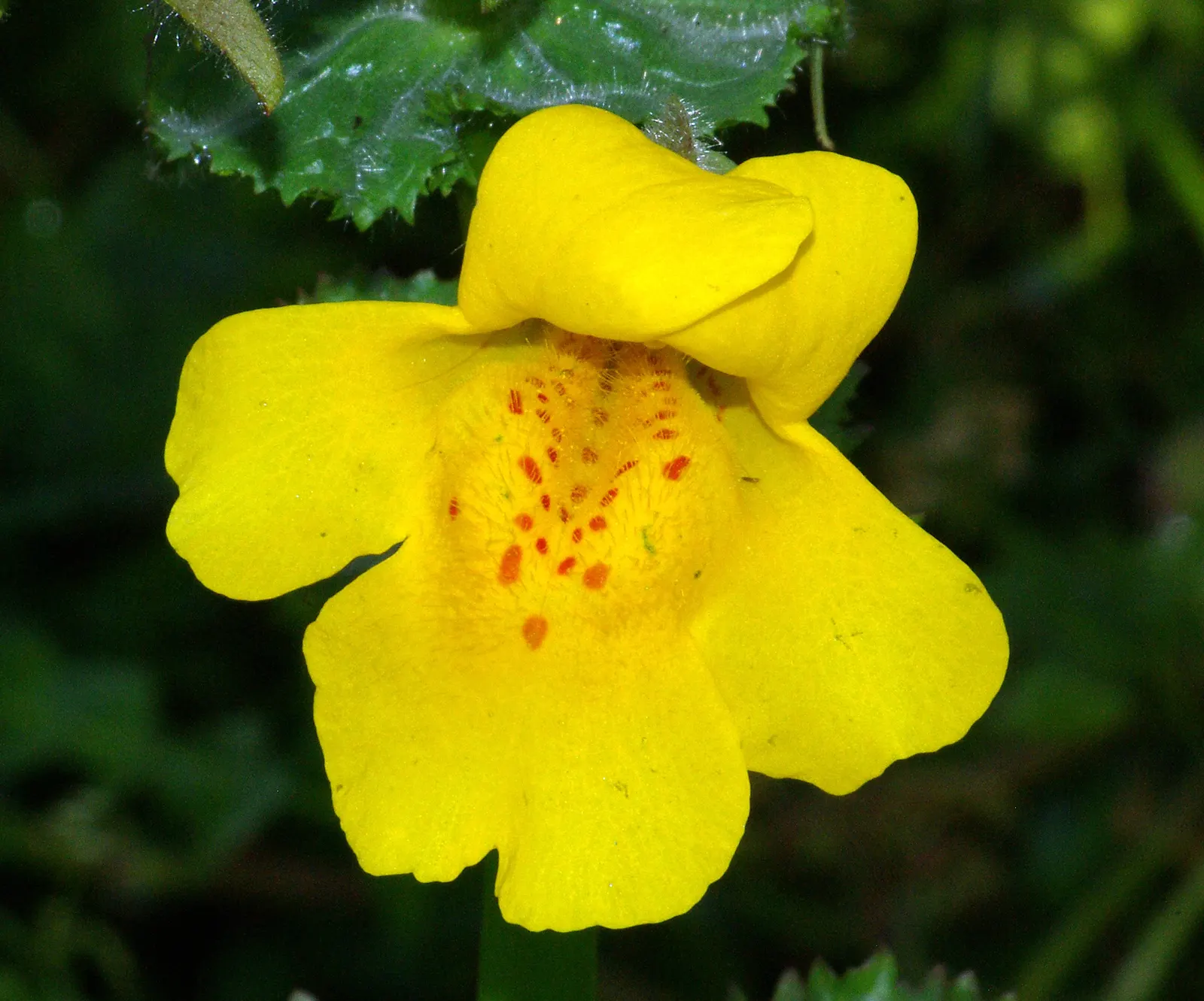 Yellow Monkey Flower (Mimulus 'Yellow') — is a vibrant and cheerful perennial that adds a splash of brightness to any garden; mimulus 'Yellow' is, image 57