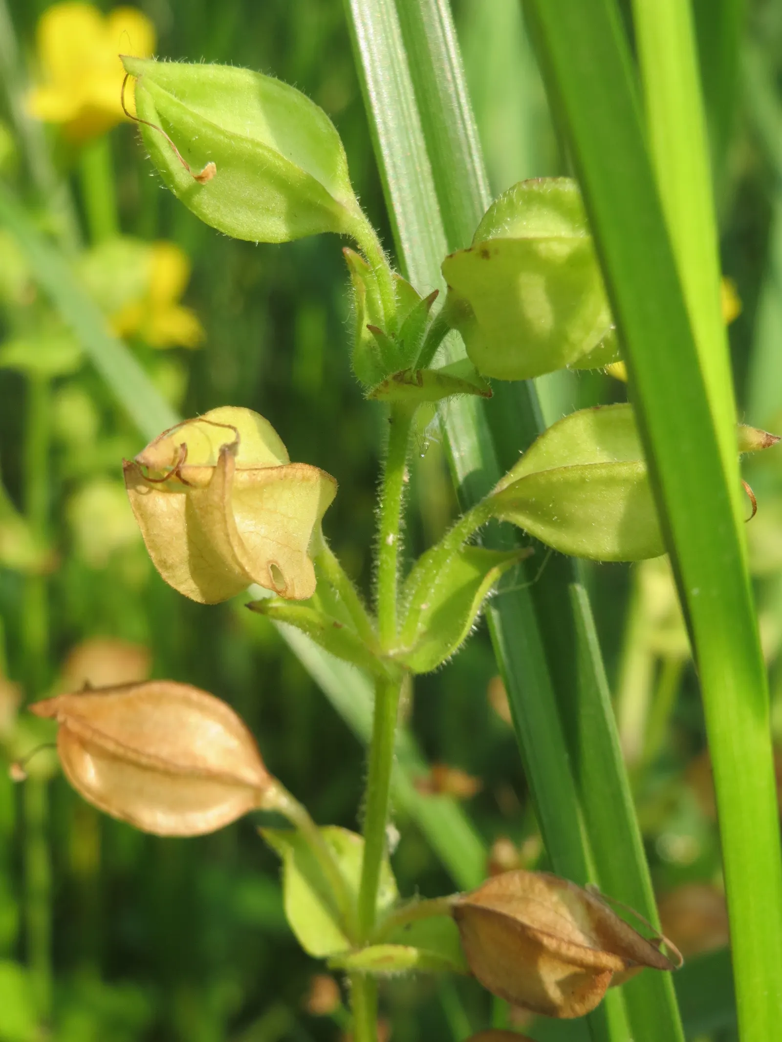 Yellow Monkey Flower (Mimulus 'Yellow') — The blossoms are a magnet for pollinators, image 38