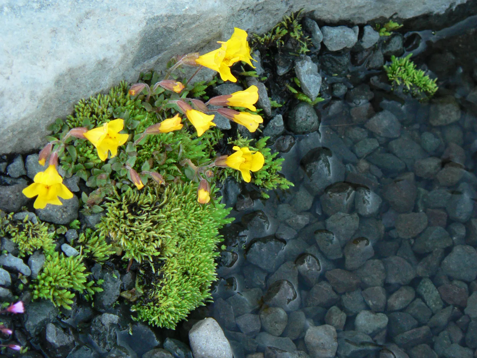 Yellow Monkey Flower (Mimulus 'Yellow') — the Mimulus 'Yellow' is perfectly suited for borders; it is important to ensure the plant is not left in, image 59