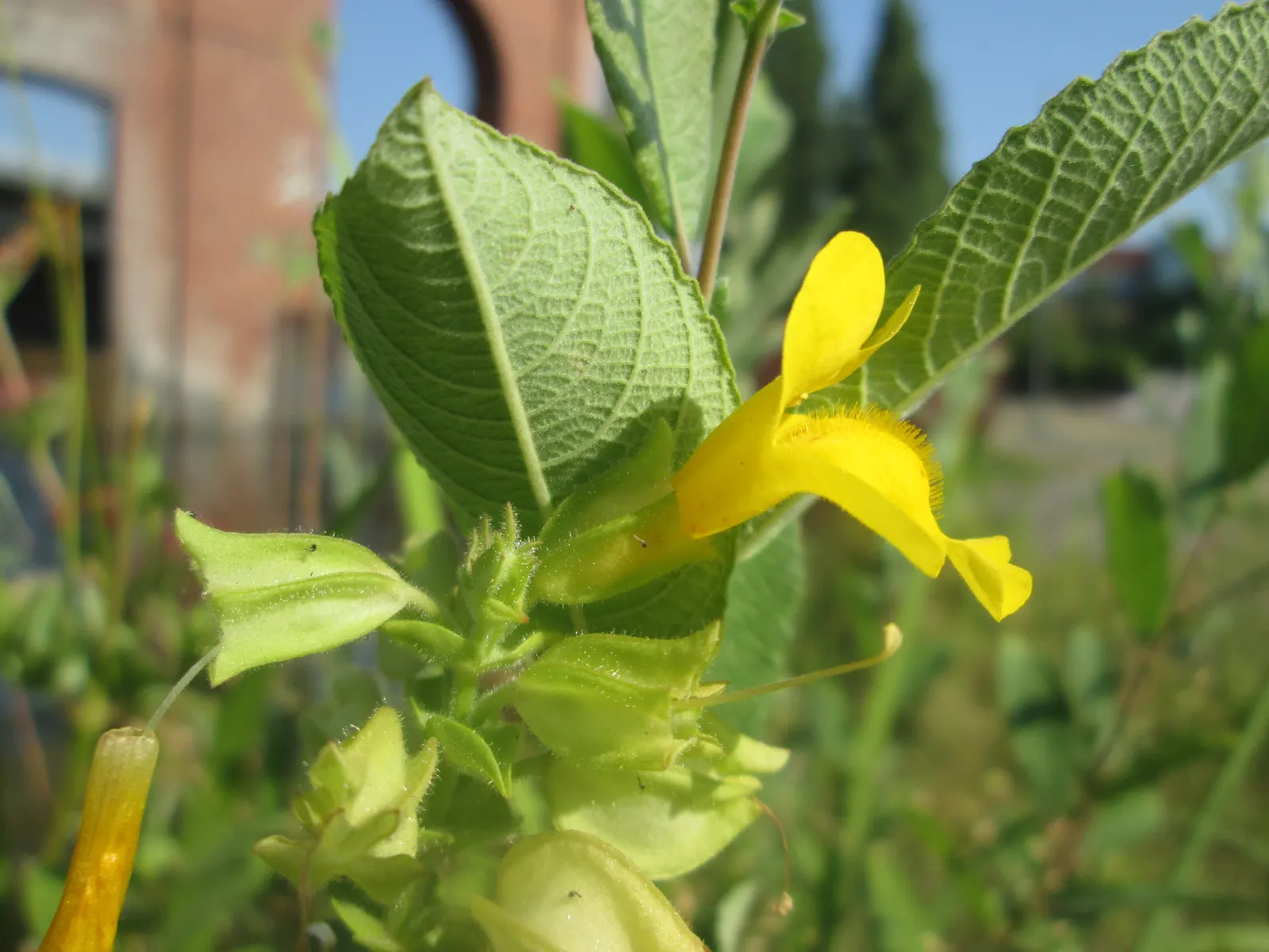 Yellow Monkey Flower (Mimulus 'Yellow') — The foliage is also of interest; the Mimulus 'Yellow' is perfectly suited for borders, image 66