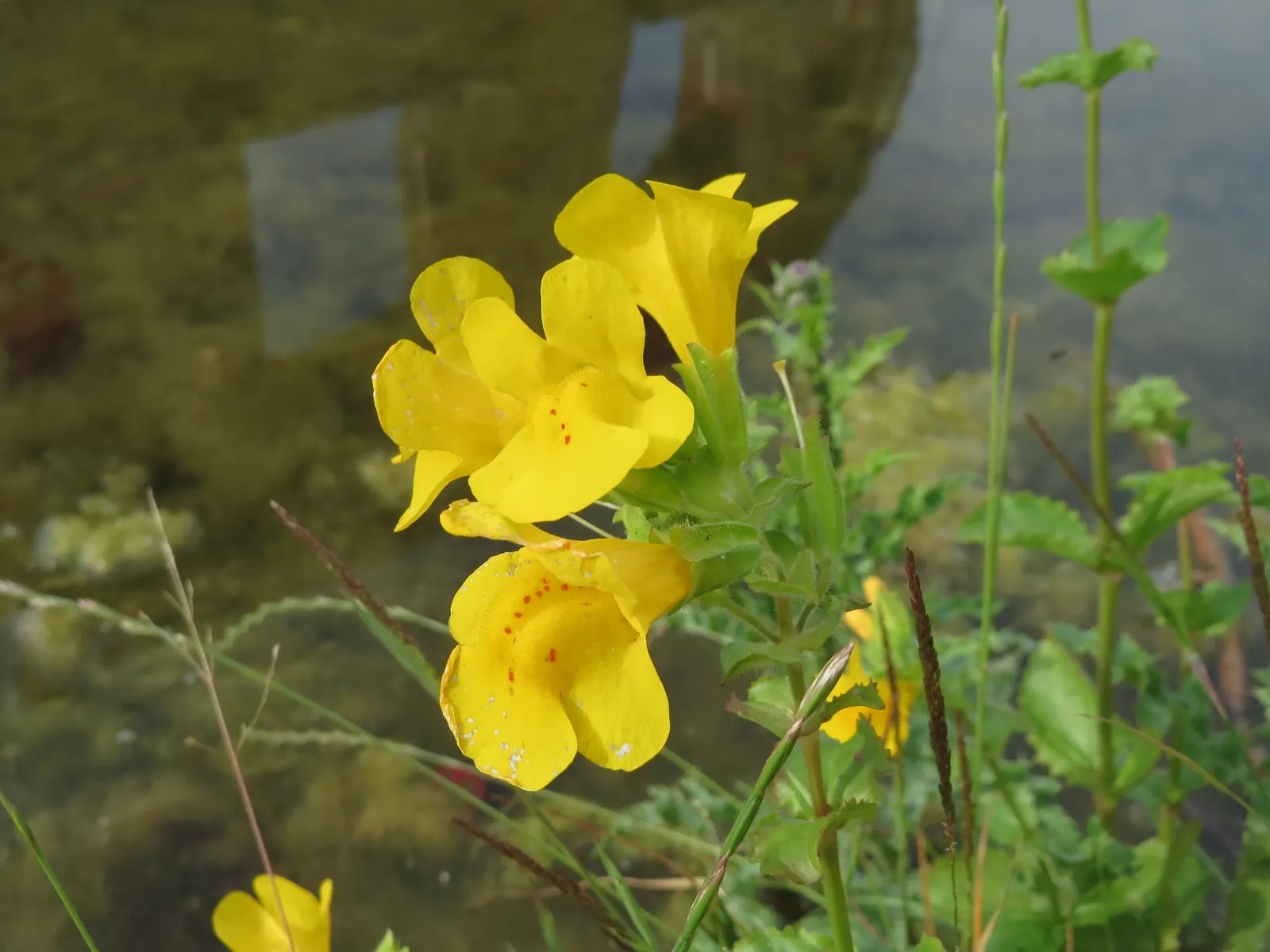 Yellow Monkey Flower (Mimulus 'Yellow') — Reaching 1-2 ft in height and spreading 1-2 ft, it's ideal for borders or moist areas; perennial for full or half