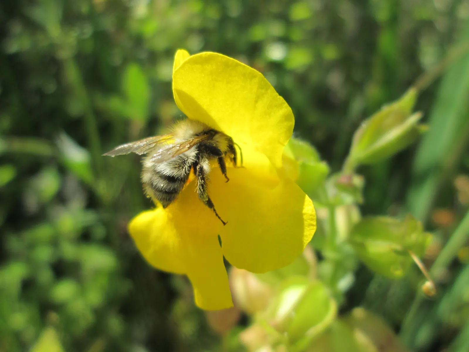 Yellow Monkey Flower (Mimulus 'Yellow') — perennial for full or half; offering long-lasting color and an appealing habitat for wildlife, image 75