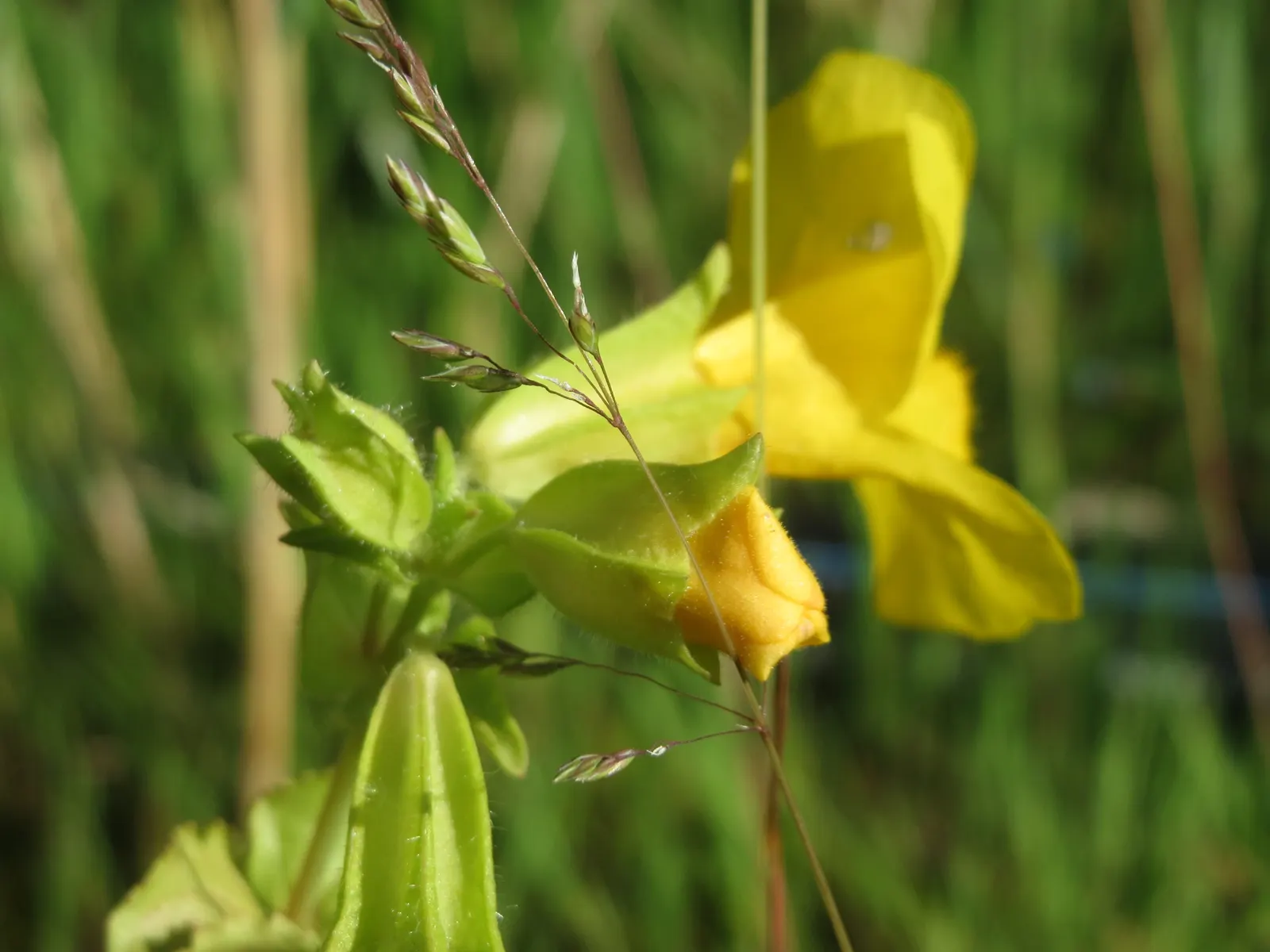 Yellow Monkey Flower (Mimulus 'Yellow') — such as bees and hummingbirds
