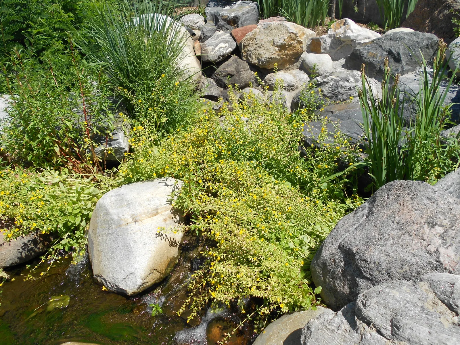 Yellow Monkey Flower (Mimulus 'Yellow') — slipper-shaped yellow flowers are the main attraction; perennial with yellow blooms, image 61