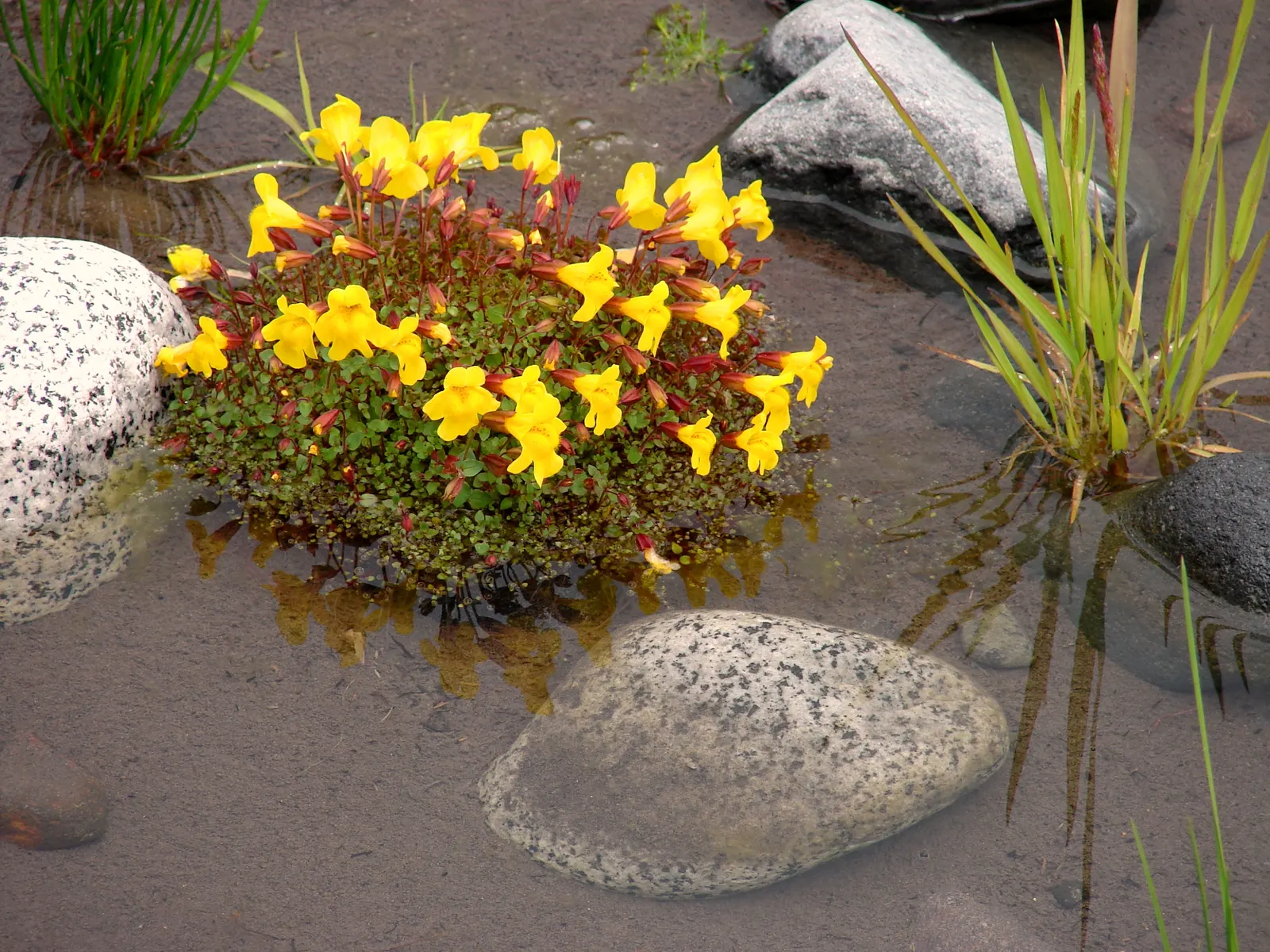 Yellow Monkey Flower (Mimulus 'Yellow') — the Mimulus 'Yellow' is perfectly suited for borders; it is important to ensure the plant is not left in standing