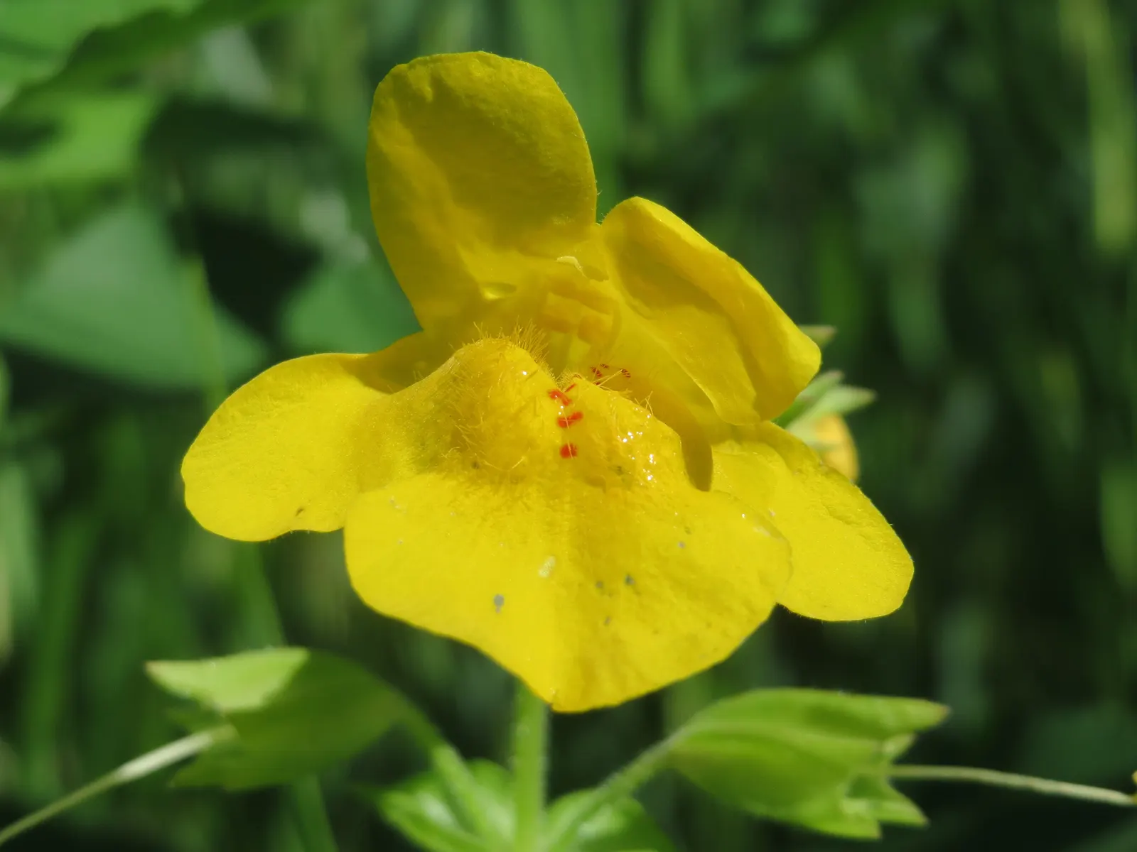 Yellow Monkey Flower (Mimulus 'Yellow') — These bright yellow flowers, often with speckled throats, emerge in spring and persist into fall; slipper-shaped
