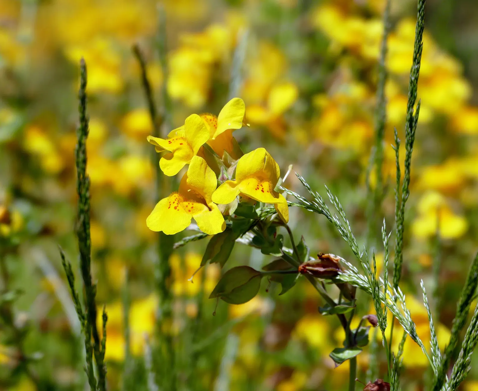 Yellow Monkey Flower (Mimulus 'Yellow') — is a vibrant and cheerful perennial that adds a splash of brightness to any garden
