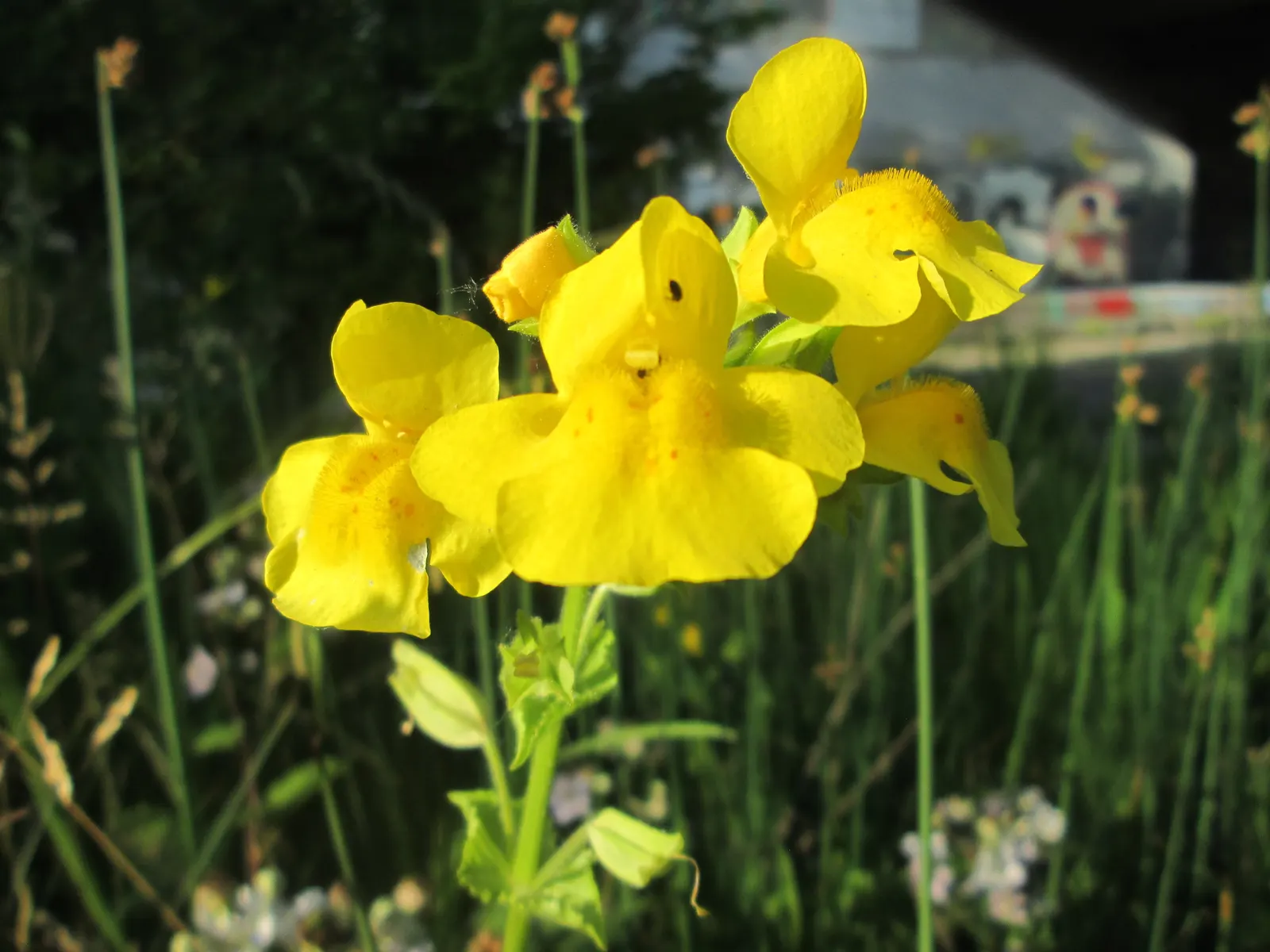Yellow Monkey Flower (Mimulus 'Yellow') — the Yellow Monkey Flower requires full sun to partial shade
