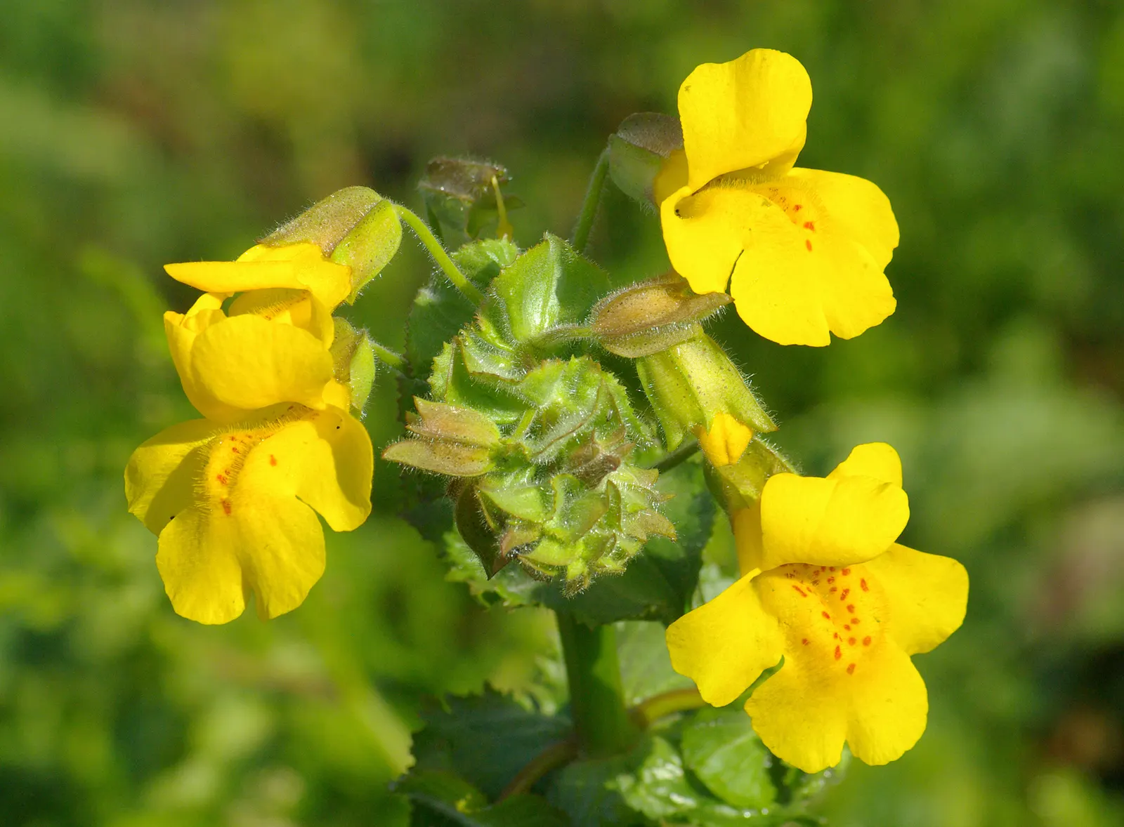 Yellow Monkey Flower (Mimulus 'Yellow') — This delightful plant is native to North America and thrives in USDA hardiness zones 3 through 9, image 58