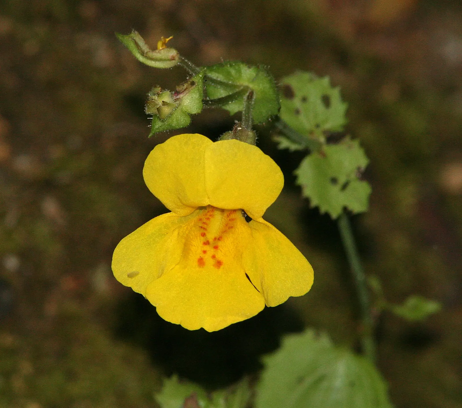 Yellow Monkey Flower (Mimulus 'Yellow') — Reaching 1-2 ft in height and spreading 1-2 ft, it's ideal for borders or moist areas; perennial for full, image 54