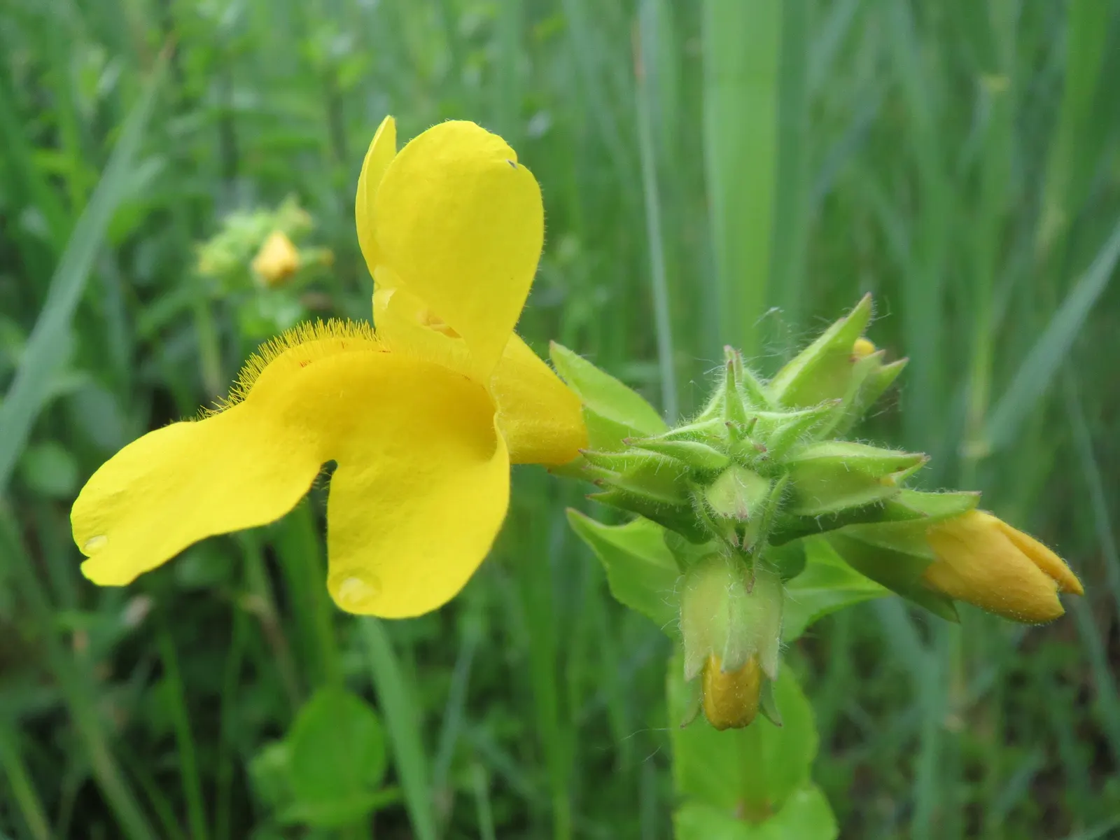Yellow Monkey Flower (Mimulus 'Yellow') — The blossoms are a magnet for pollinators, image 63