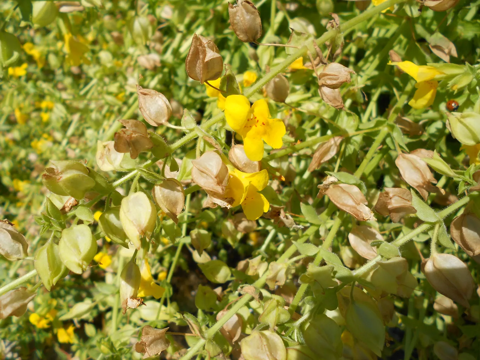 Yellow Monkey Flower (Mimulus 'Yellow') — blooming profusely from late spring into the early fall; scientifically known as Mimulus 'Yellow', image 62