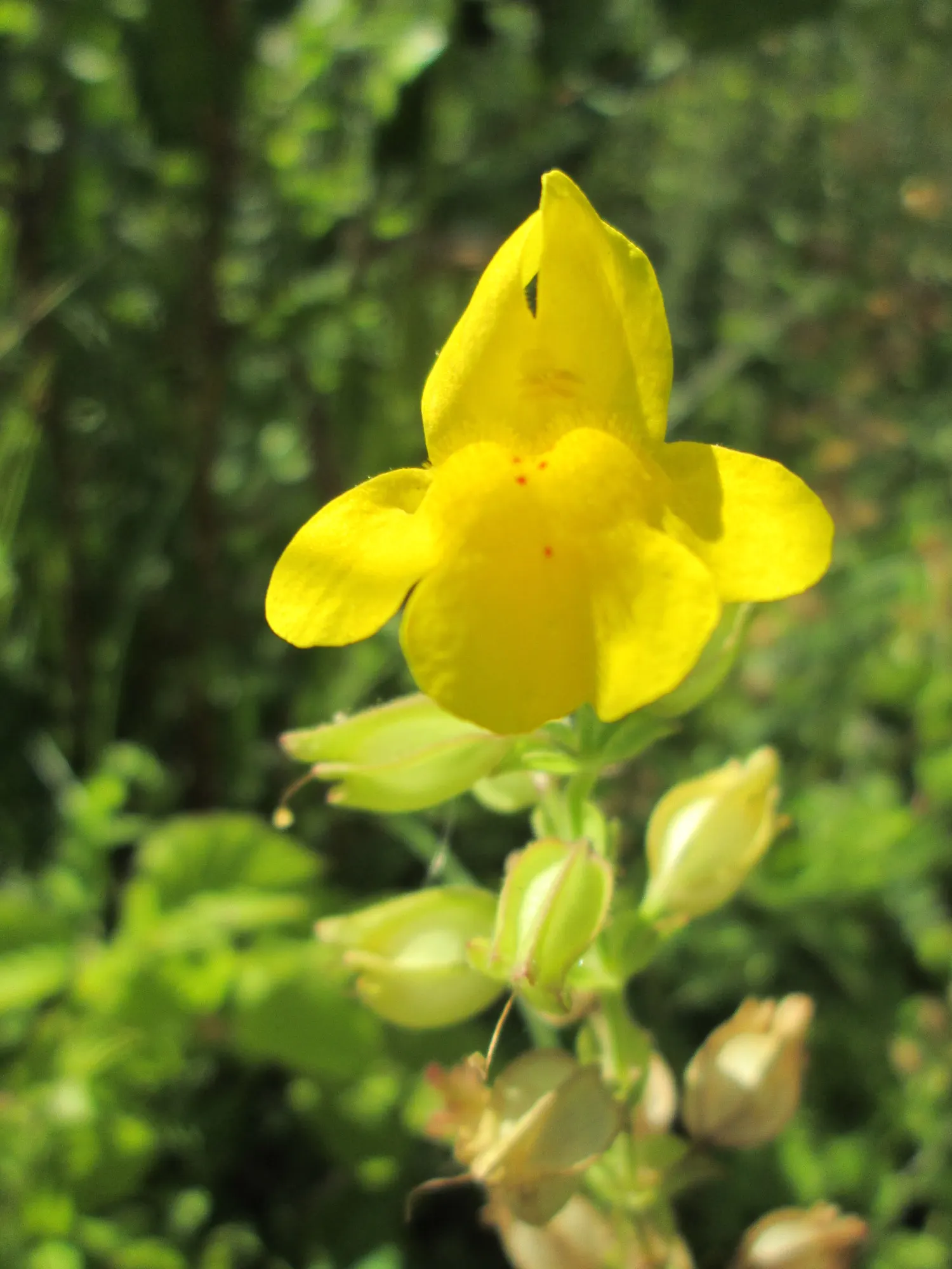 Yellow Monkey Flower (Mimulus 'Yellow') — These bright yellow flowers, often with speckled throats, emerge in spring and persist into fall, image 52