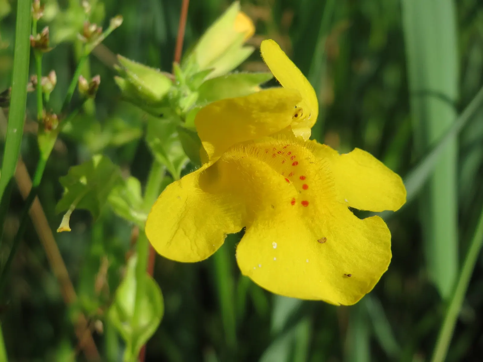 Yellow Monkey Flower (Mimulus 'Yellow') — is a vibrant and cheerful perennial that adds a splash of brightness to any garden; mimulus 'Yellow' is, image 82