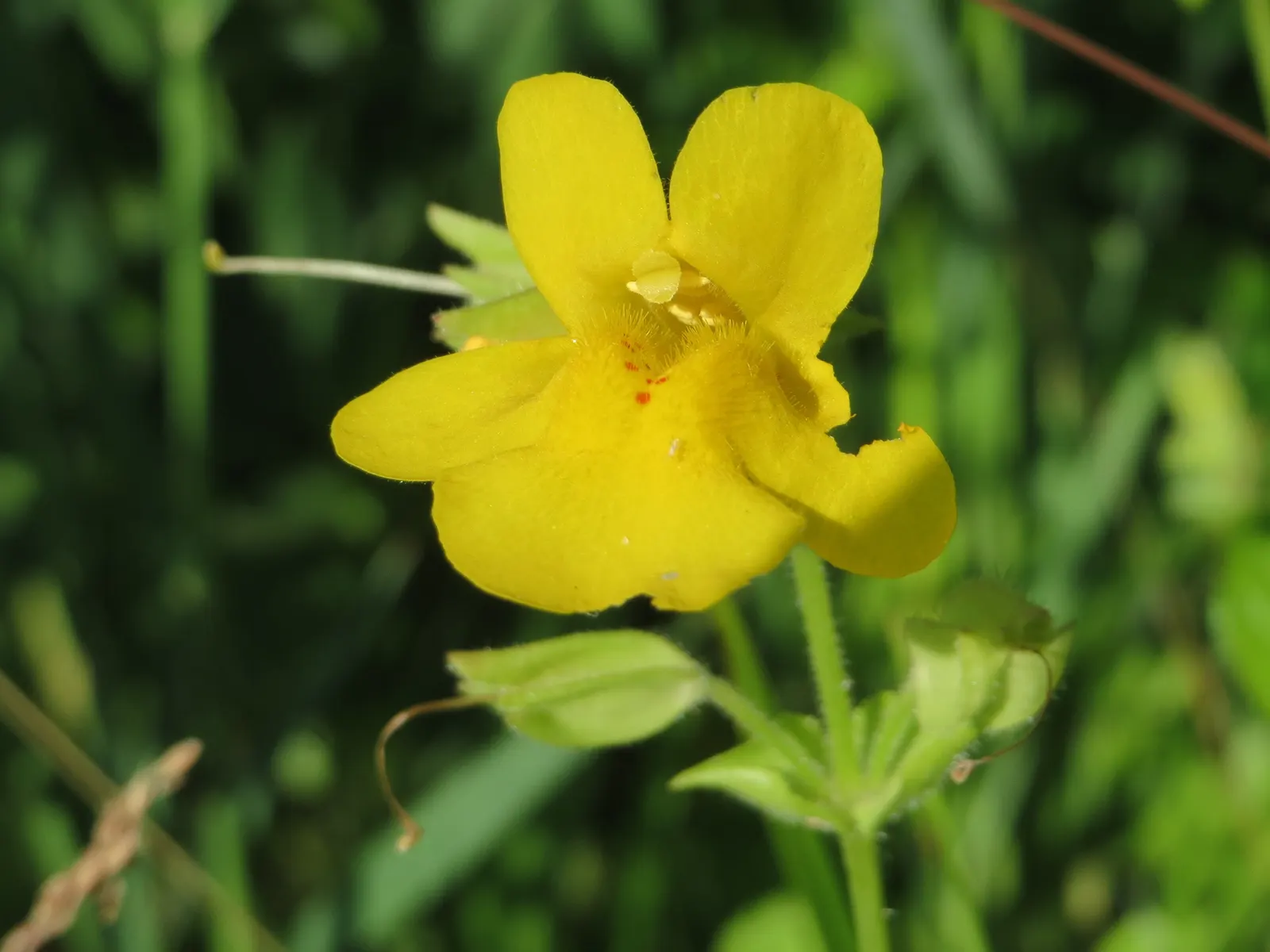 Yellow Monkey Flower (Mimulus 'Yellow') — Preferring moist, well-drained soil, it thrives in part shade to full sun; the Yellow Monkey Flower, image 78