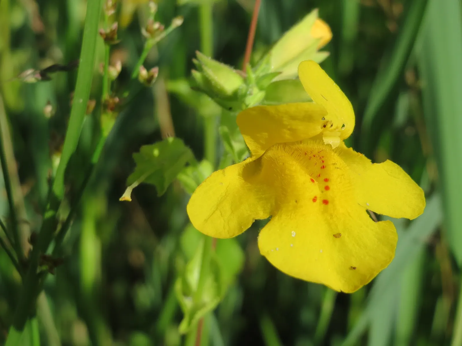 Yellow Monkey Flower (Mimulus 'Yellow') — Hardy in zones 3-9, this plant attracts pollinators while being deer-resistant; is a vibrant and cheerful, image 80