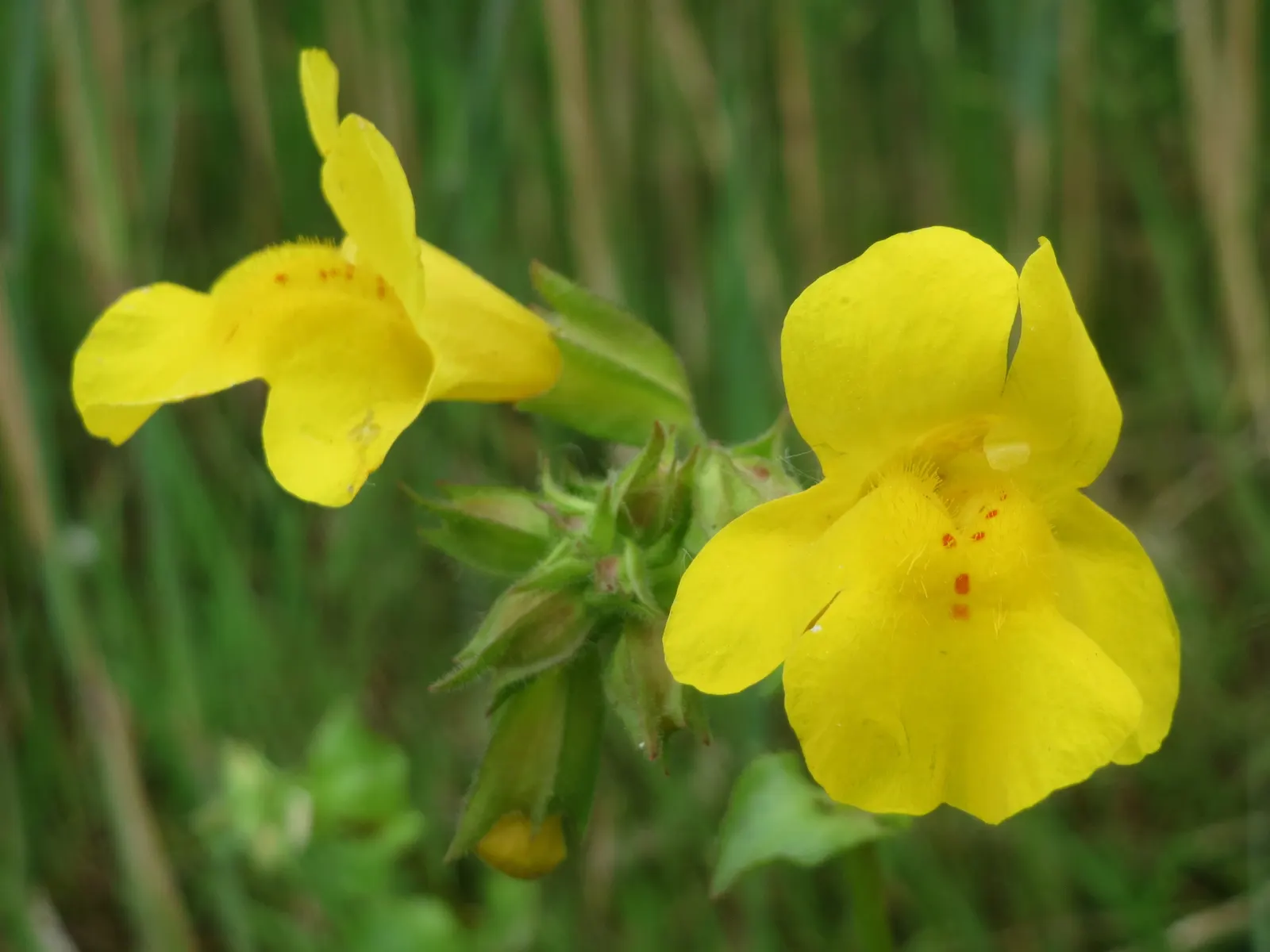 Yellow Monkey Flower (Mimulus 'Yellow') — perennial with yellow blooms; thus playing a beneficial role in the local ecosystem, image 74