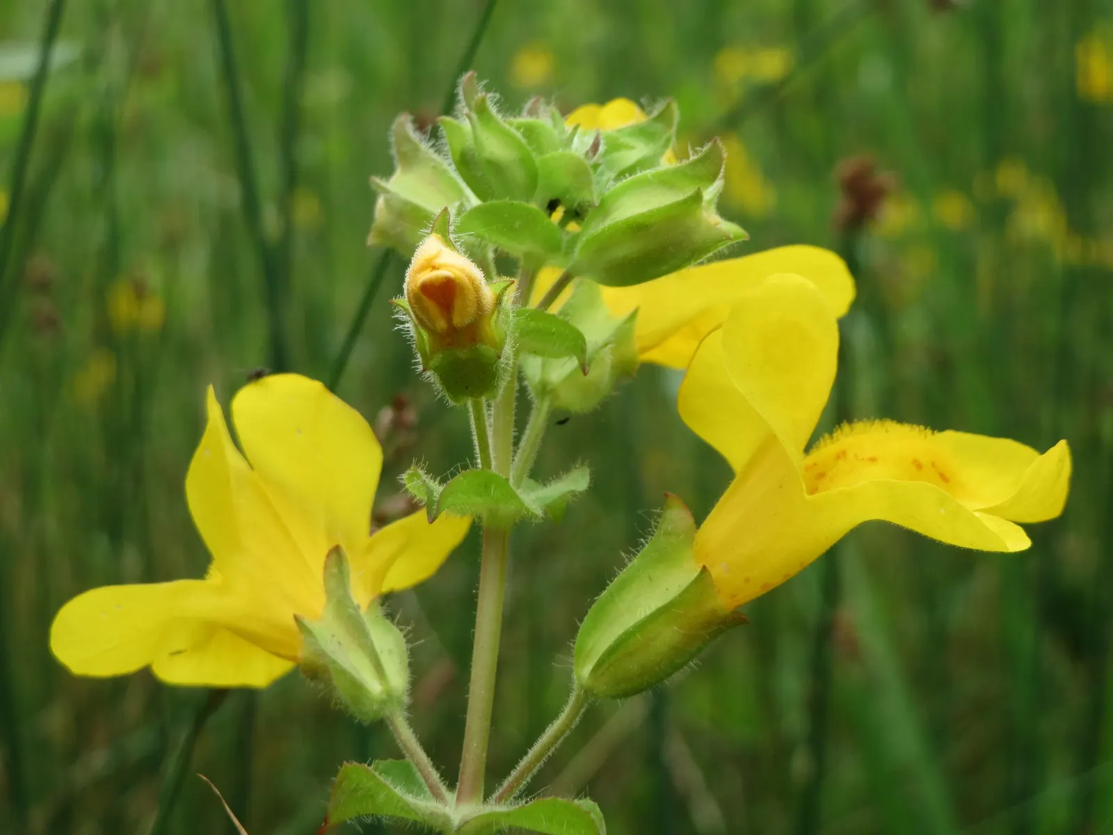 Yellow Monkey Flower (Mimulus 'Yellow') — perennial for full or half