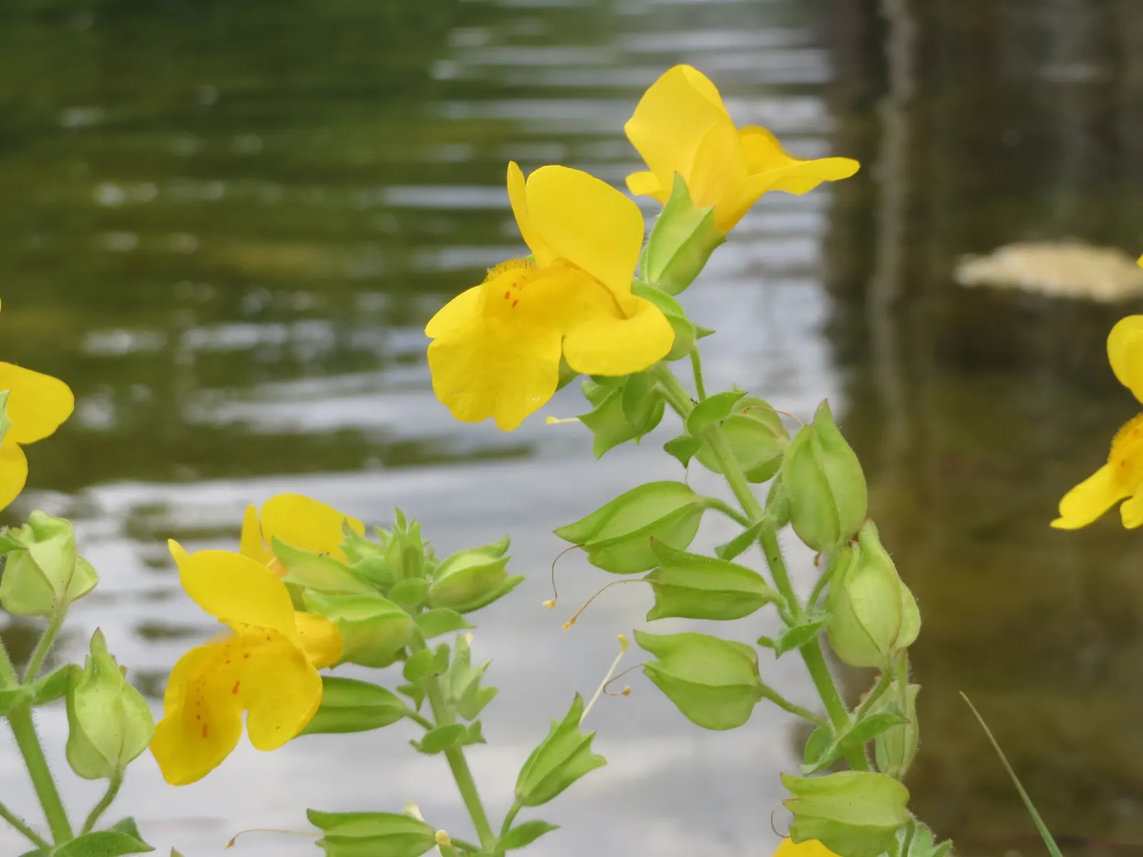 Yellow Monkey Flower (Mimulus 'Yellow') — perennial with yellow blooms