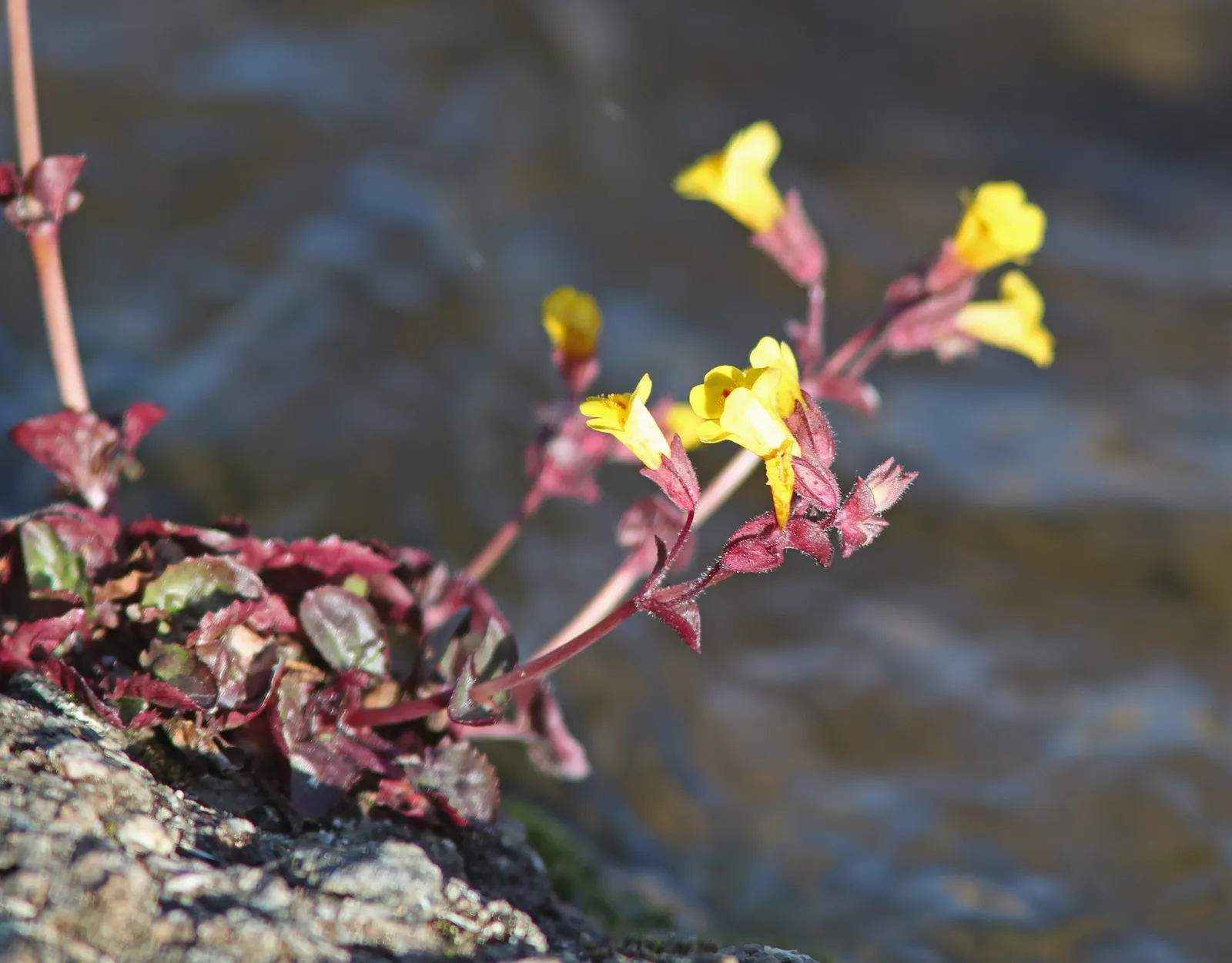 Yellow Monkey Flower (Mimulus 'Yellow') — Mimulus 'Yellow' or Yellow Monkey Flower is a vivacious perennial with cheerful, trumpet-shaped blooms