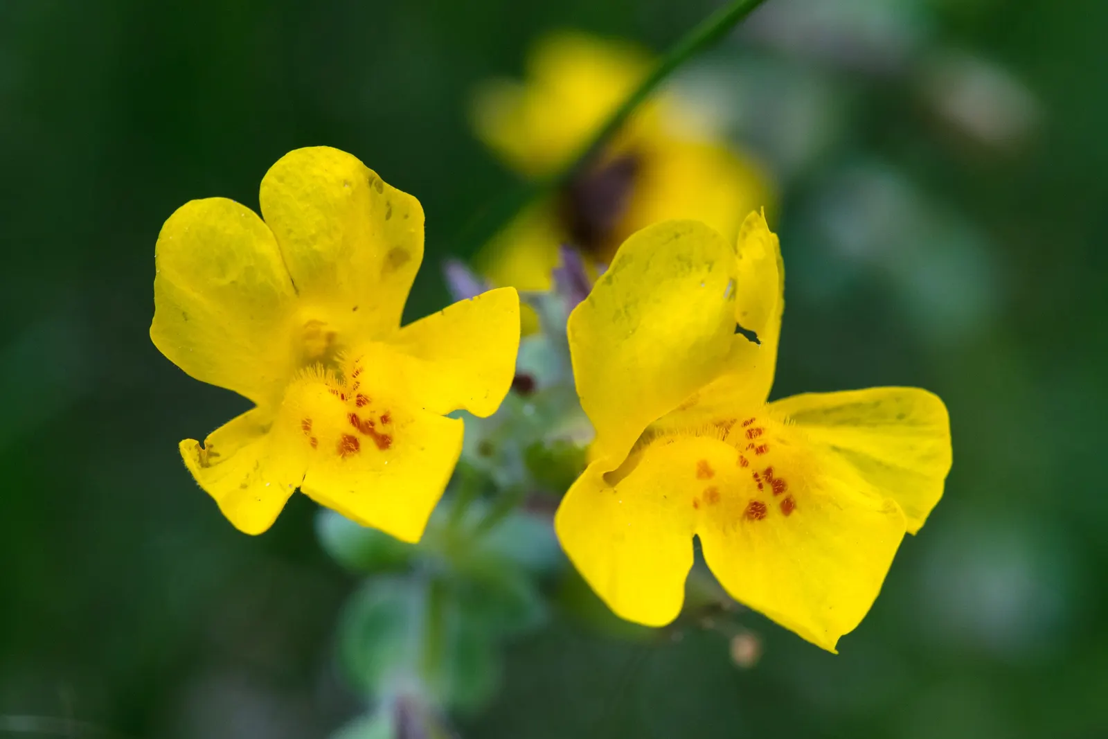 Yellow Monkey Flower (Mimulus 'Yellow') — Mimulus 'Yellow' or Yellow Monkey Flower is a vivacious perennial with cheerful, trumpet-shaped blooms; reaching 1-2