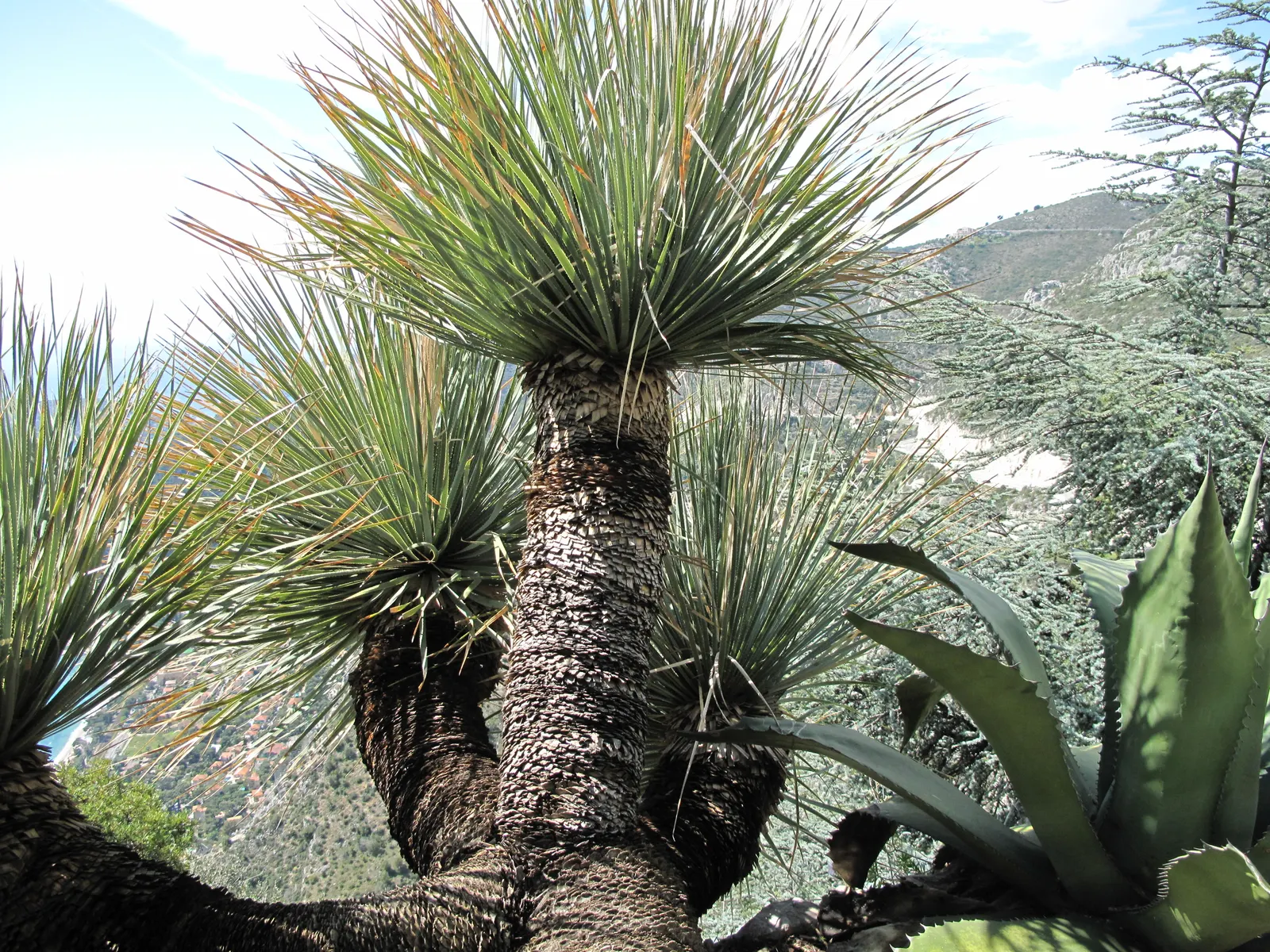 Dasylirion (Agave Dasylirioides) — The Dasylirion Agave (Agave dasylirioides) is a resilient, drought-tolerant perennial, ideal for xeriscaping