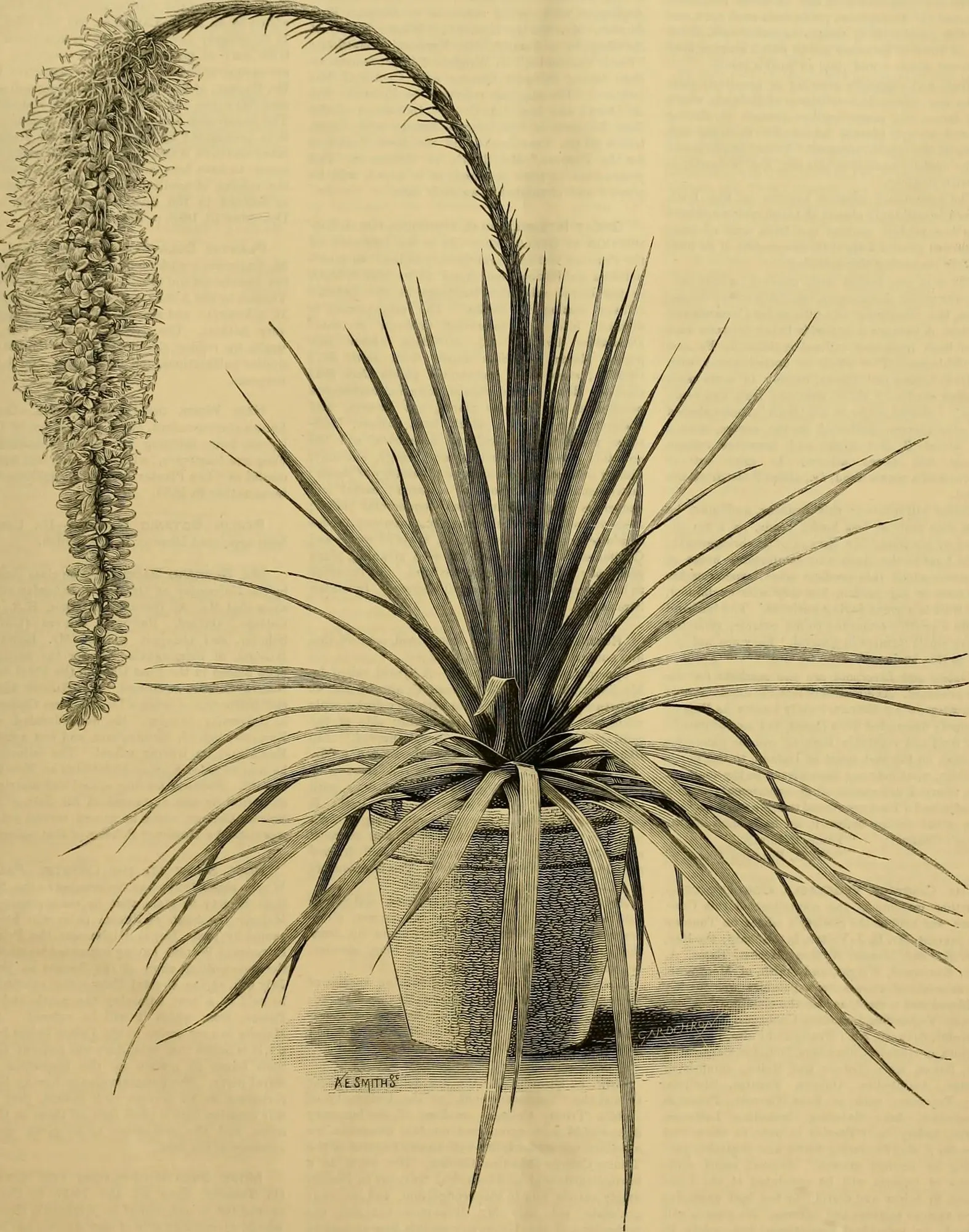 Dasylirion (Agave Dasylirioides) — flexible leaves up to 2 feet long